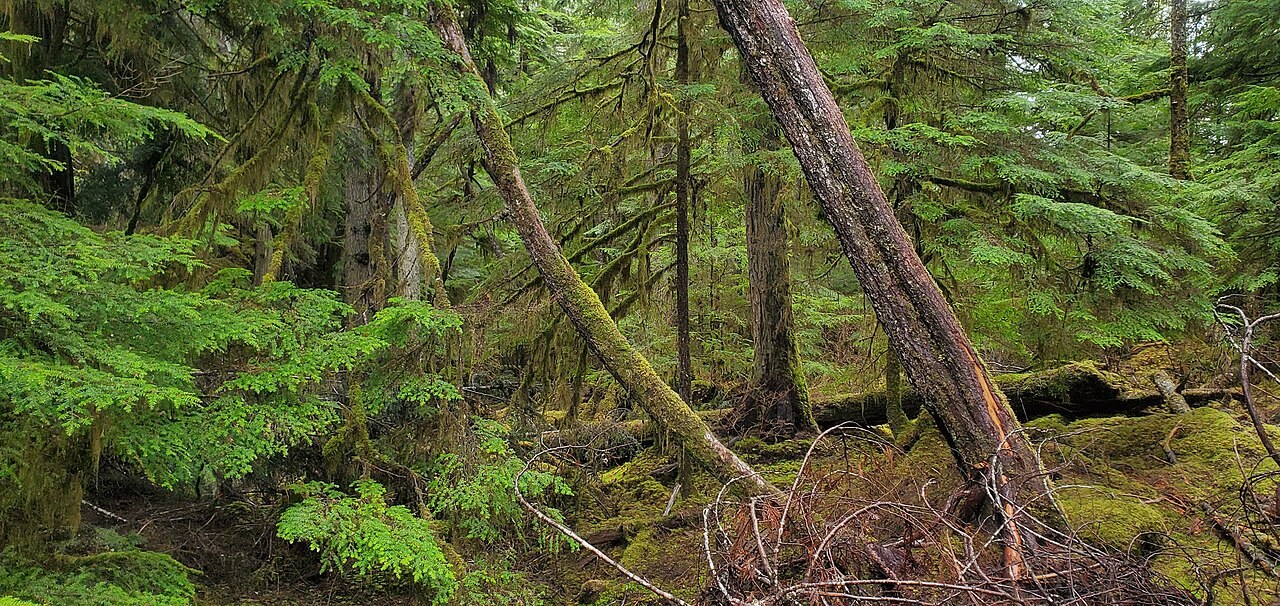 Old-growth forest on Prince of Wales Island in the Tongass National Forest, Alaska, with moss-covered trunks and fallen logs.