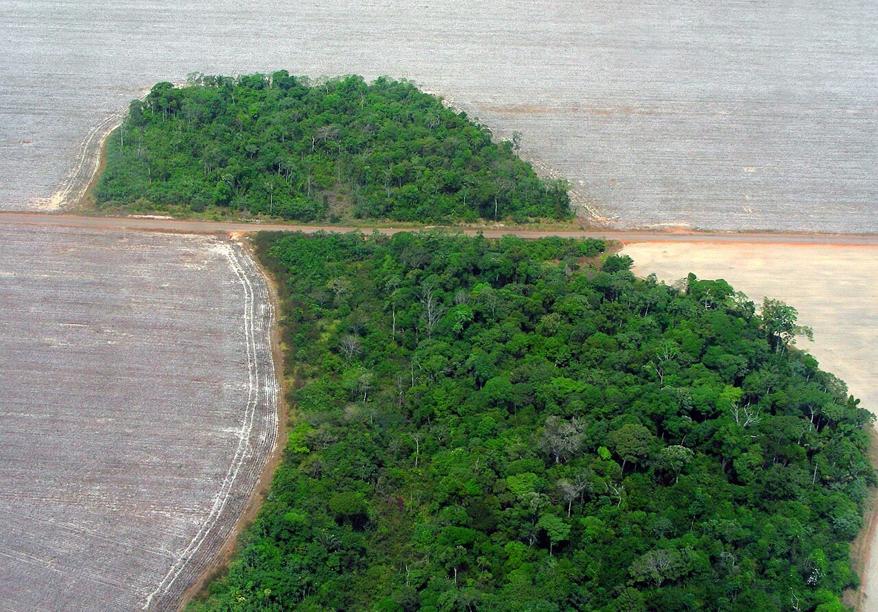 Two patches of forest among cleared cotton fields in northwest Mato Grosso, Brazil, with a dirt road between them.