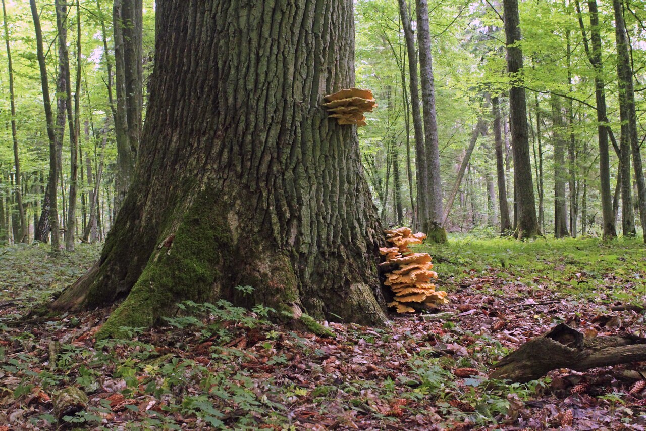 Old-growth oak, linden and hornbeam forest in the Białowieża Forest, Poland, with orange bracket fungi and moss at the base of a large trunk.
