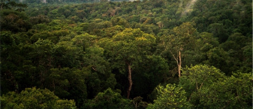 Forest canopy of the Amazon basin north of Manaus, Brazil, seen from the top of a 50 metre tower.