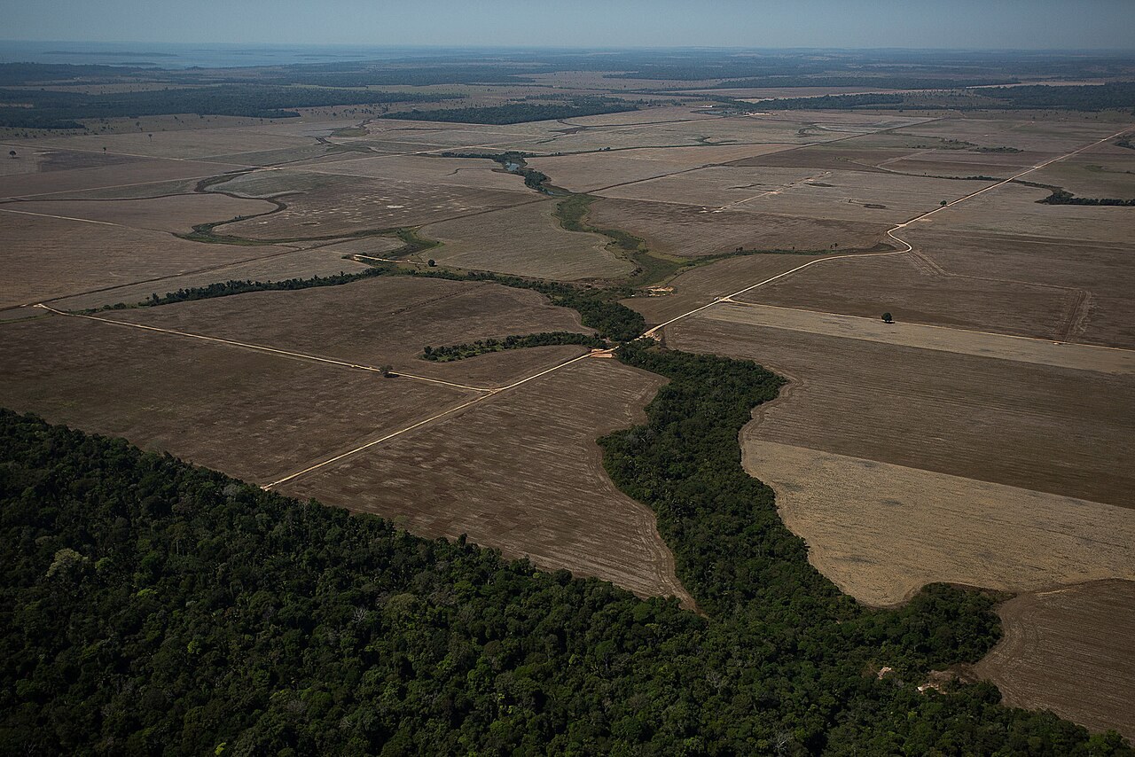 Aerial view of cleared land prepared for crops or cattle near Porto Velho, Rondônia, Brazil, with forest along the field edge and a stream.