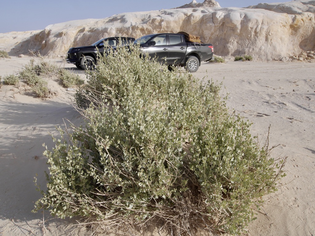 Saltbush (Atriplex) in the White Desert / Wadi Dahek of north-eastern Jordan: the class of native fodder shrub Badia restoration plants, not a photograph of a named UNCC plot