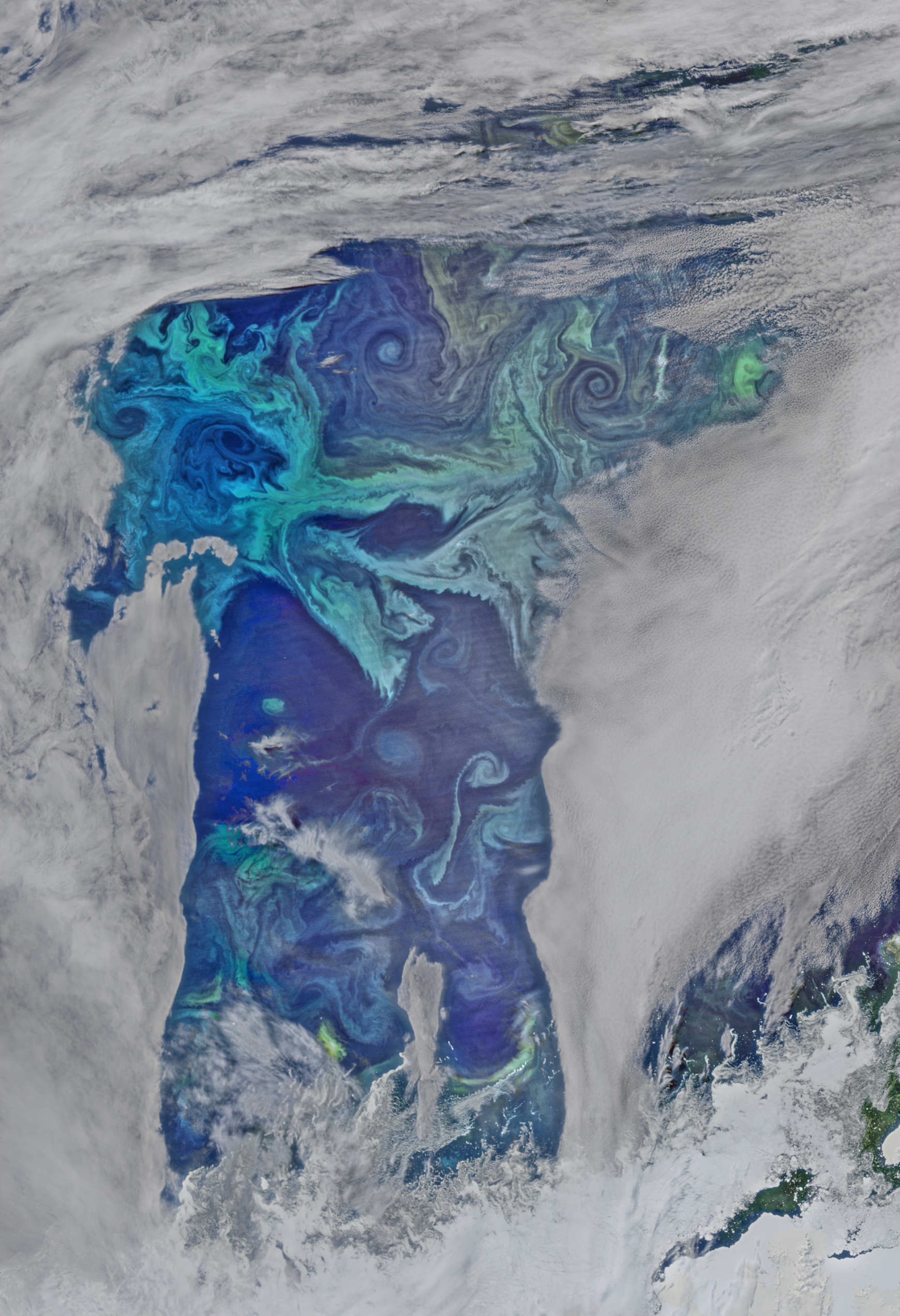 NASA satellite view of a Southern Ocean phytoplankton bloom: a natural iron-rich bloom, not a named fertilization experiment