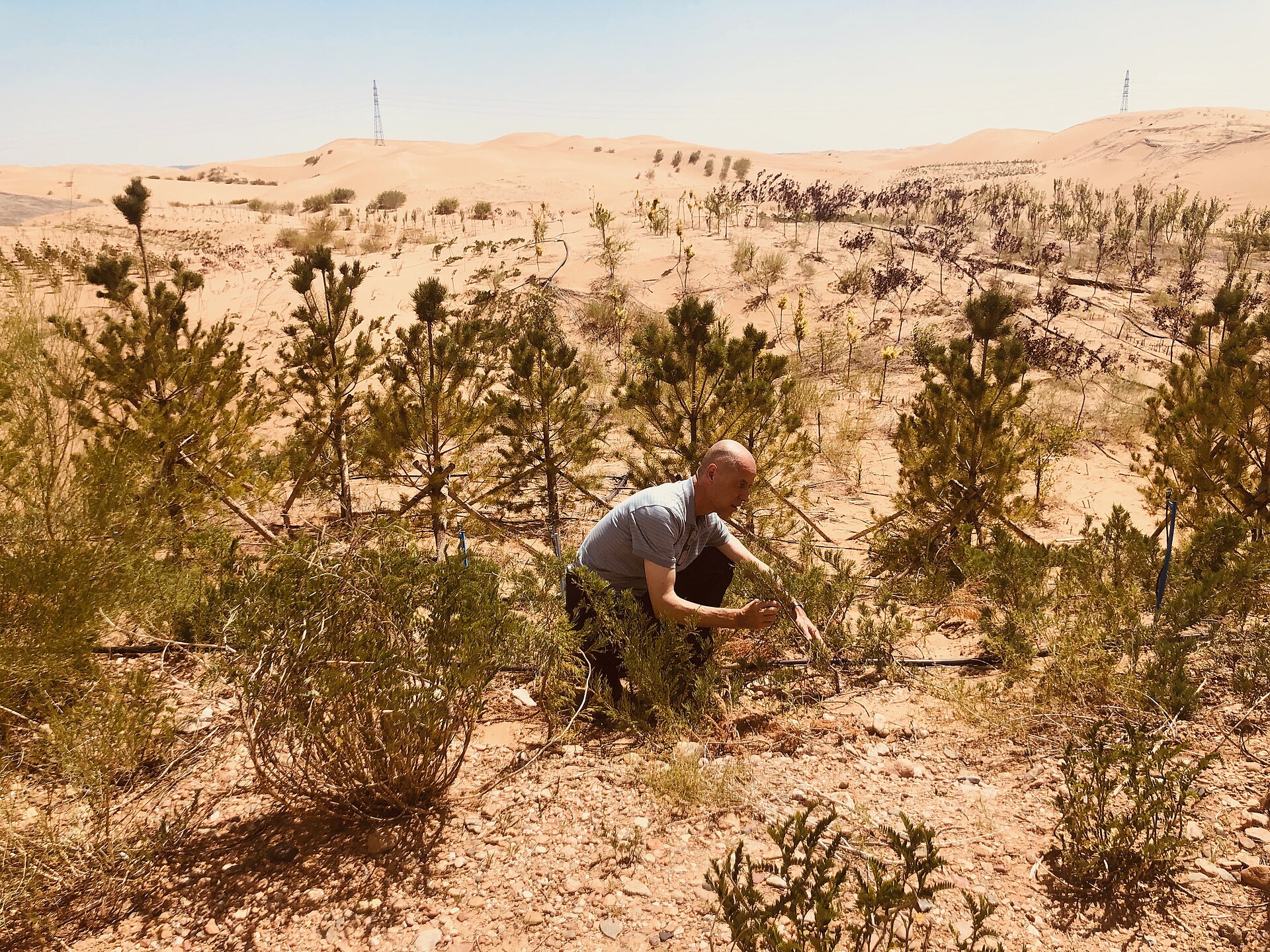 Tree planting on the edge of the Kubuqi Desert in Inner Mongolia: one landscape inside the Three-North belt, not a proof of nationwide survival rates