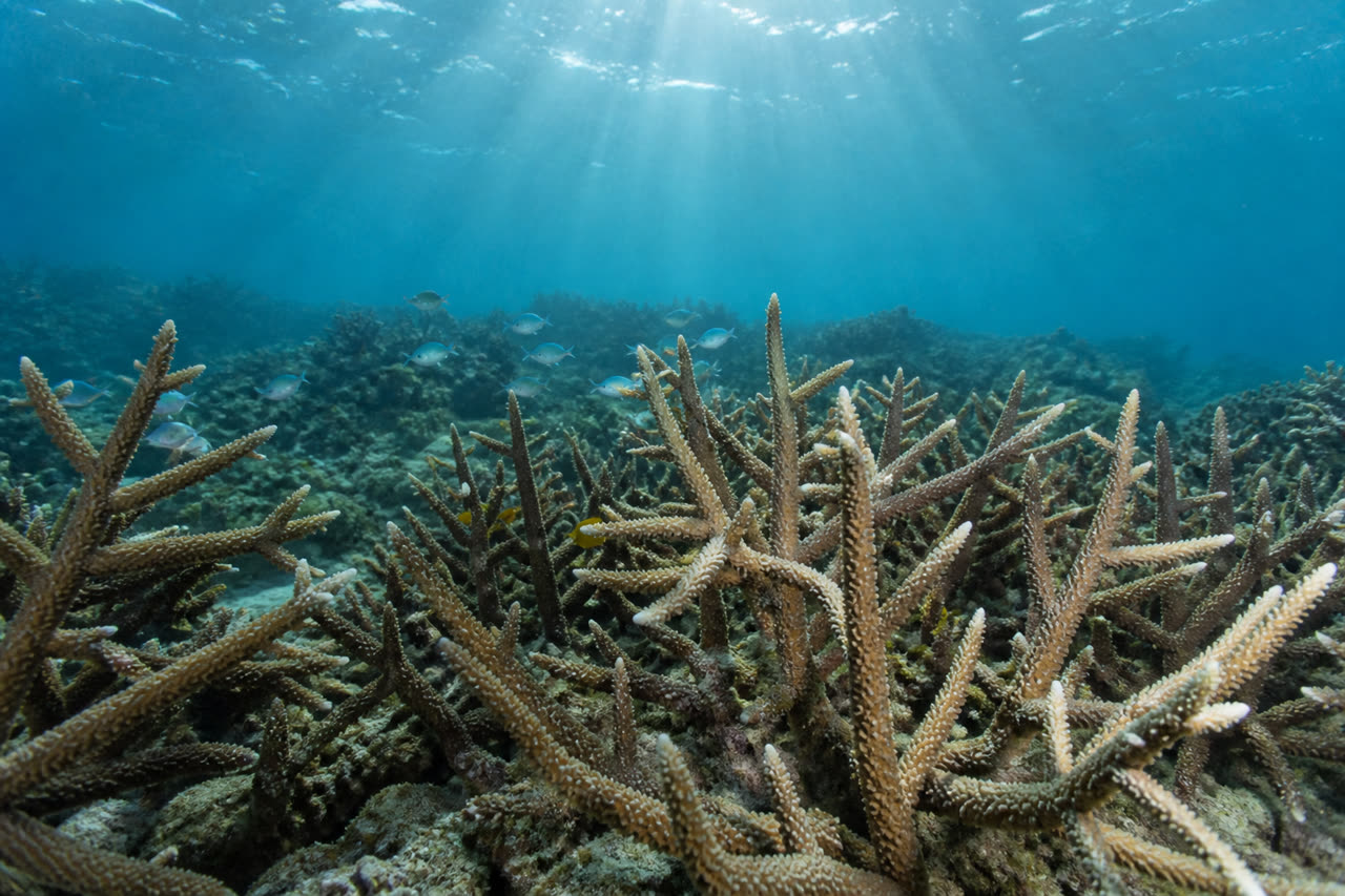 A healthy branching coral garden in clear water — the living target of restoration hardware