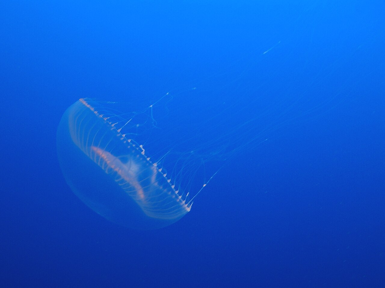 Illustrative stock photograph of a crystal jelly (Aequorea victoria), the jellyfish species in which green fluorescent protein was first found.