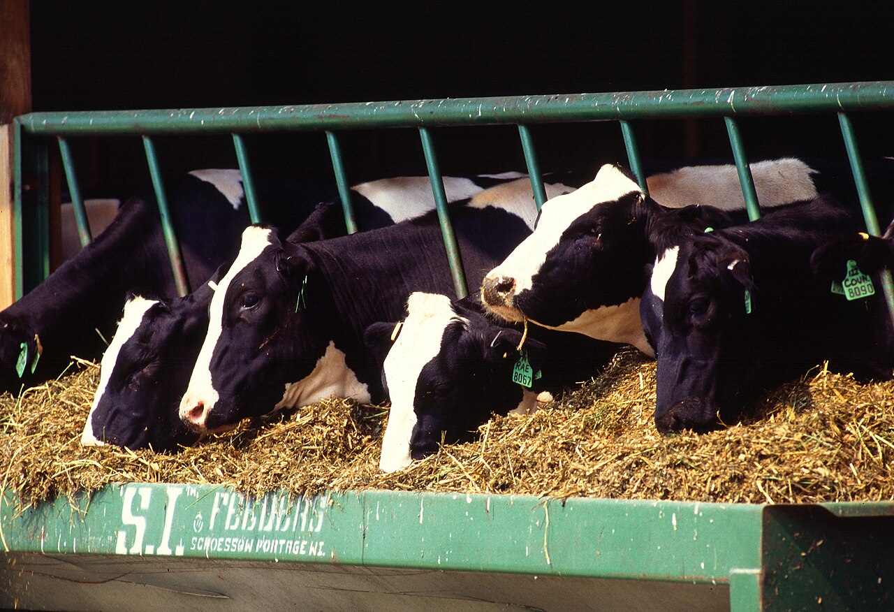 Holstein dairy cows, the animals whose rumen methane 3-NOP additives target
