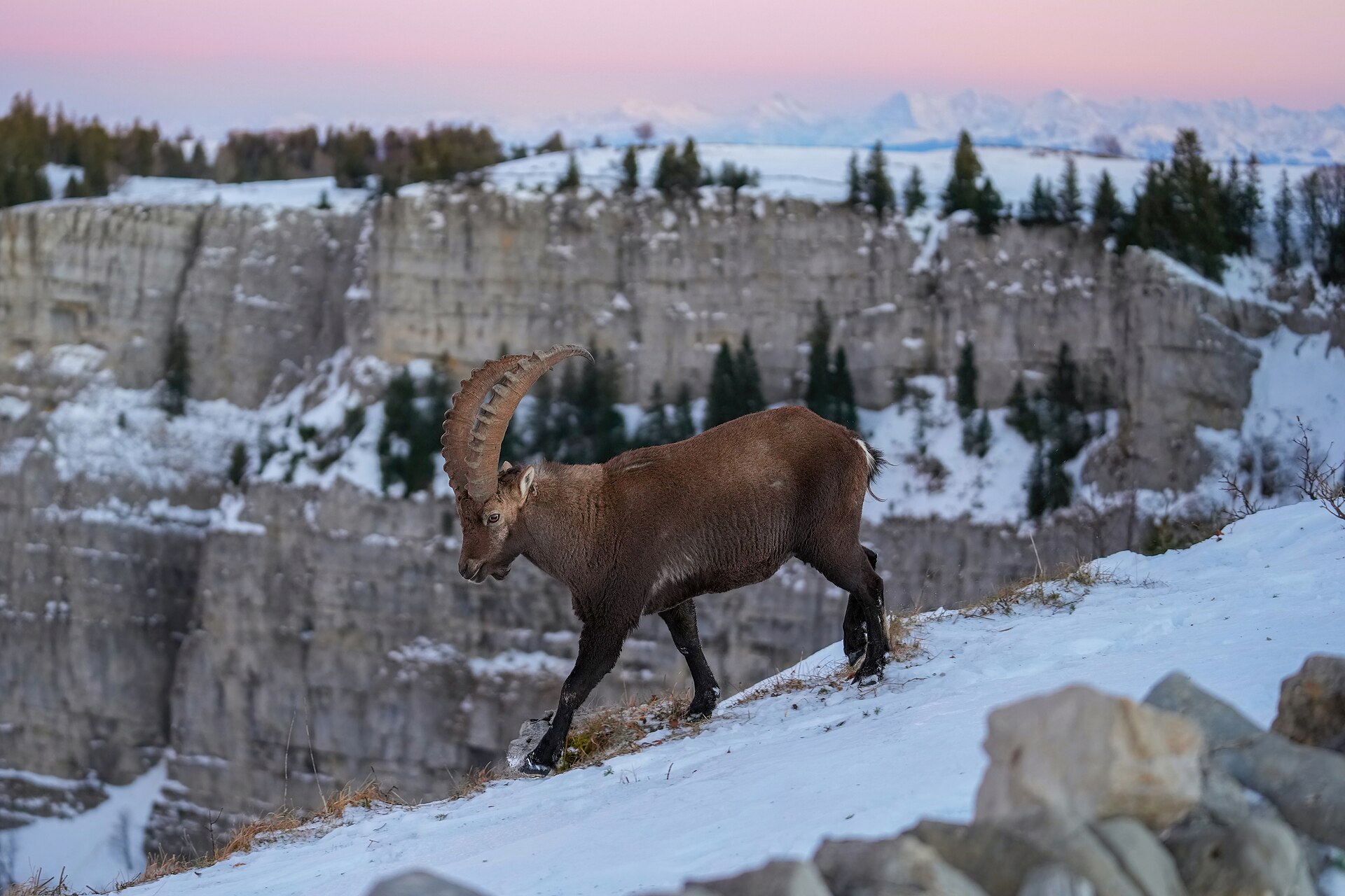 An Alpine ibex on a high meadow in the Swiss Alps: European wildlife of the kind the Bern Convention lists for protection