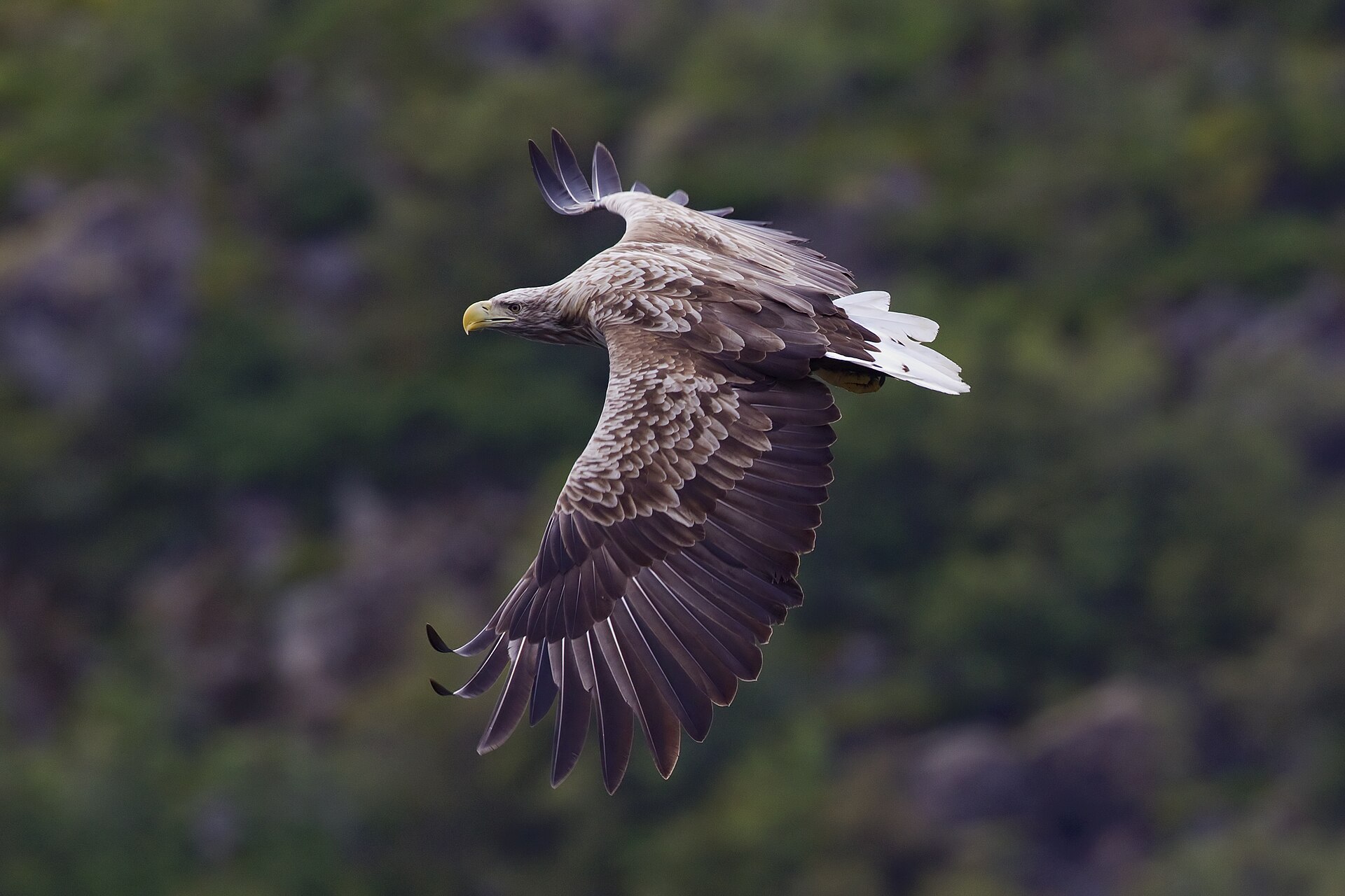 A white-tailed eagle above the water at Svolvær, Norway: a wild European bird of the kind the Birds Directive requires Member States to protect