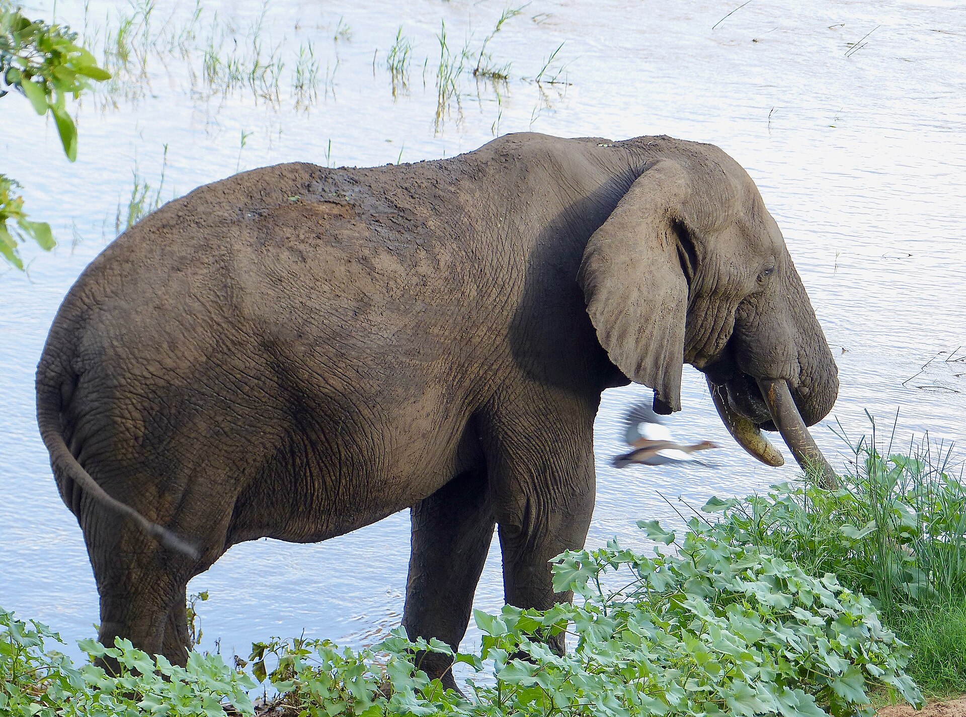 African elephants: a taxon long associated with CITES Appendix listings and ivory controls