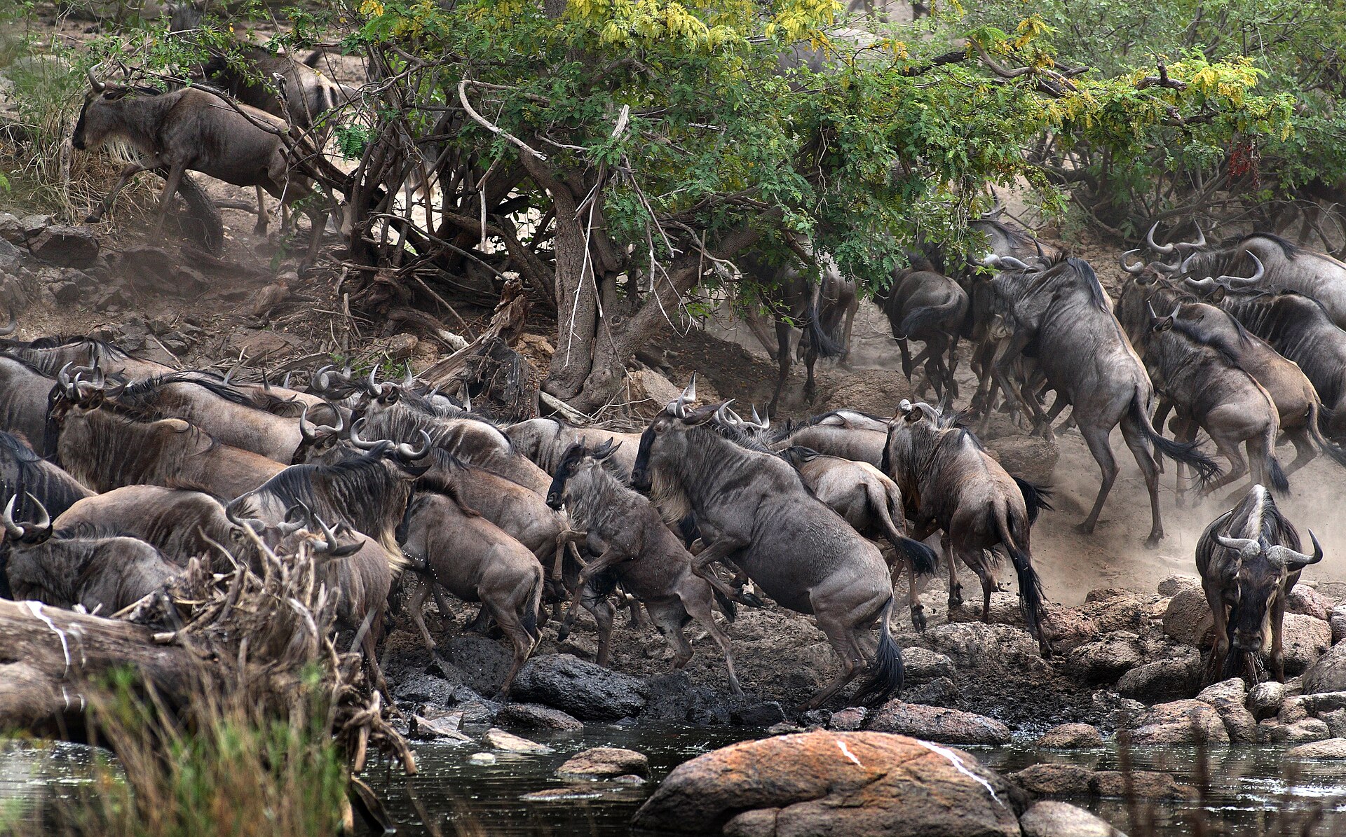 Wildebeest moving through grass in the Serengeti: a cross-border migration of the kind the Bonn Convention asks range states to coordinate