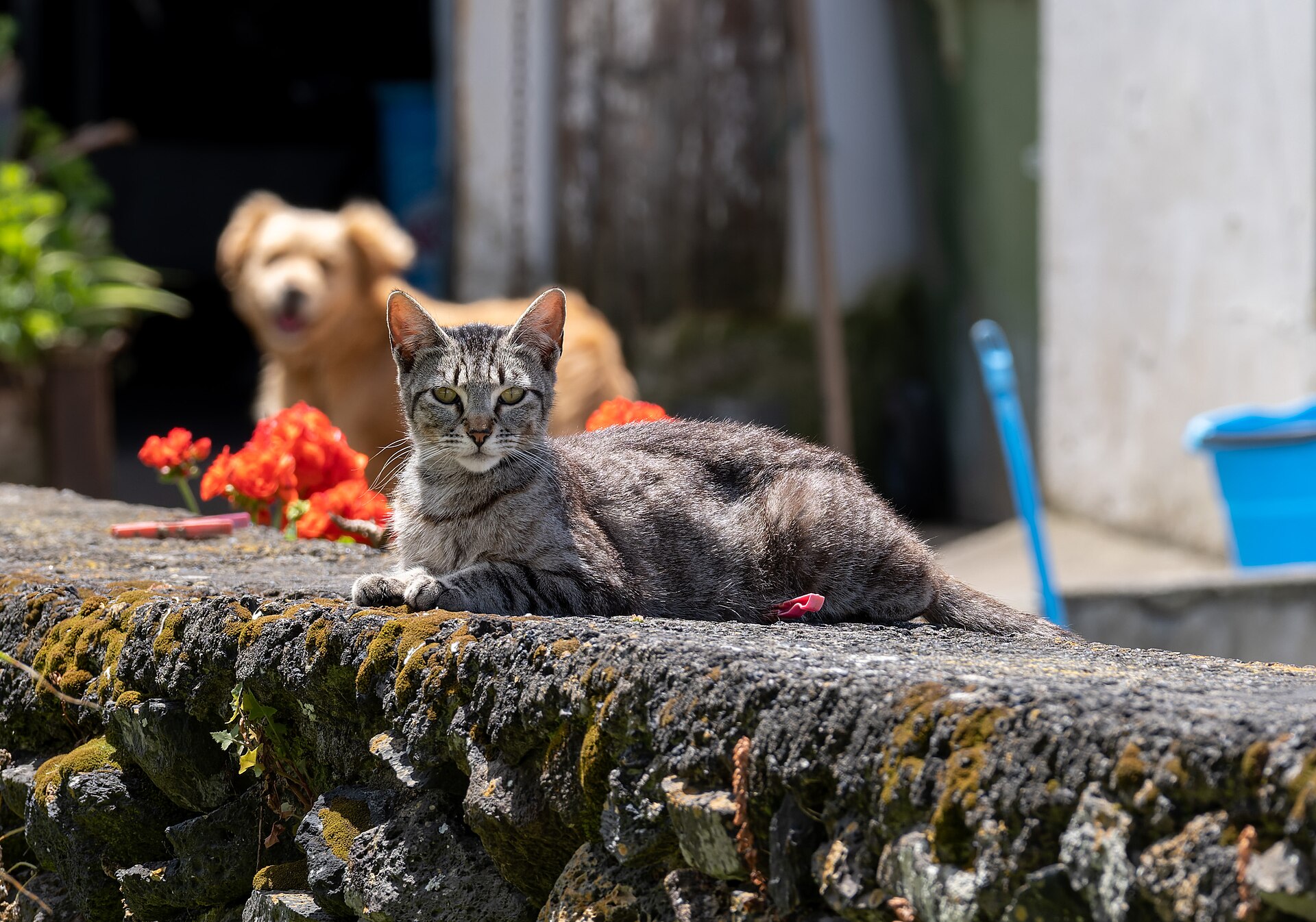A tabby cat on a stone wall and a golden dog behind it in Mosteiros, Azores: companion animals, not a photograph of a named case