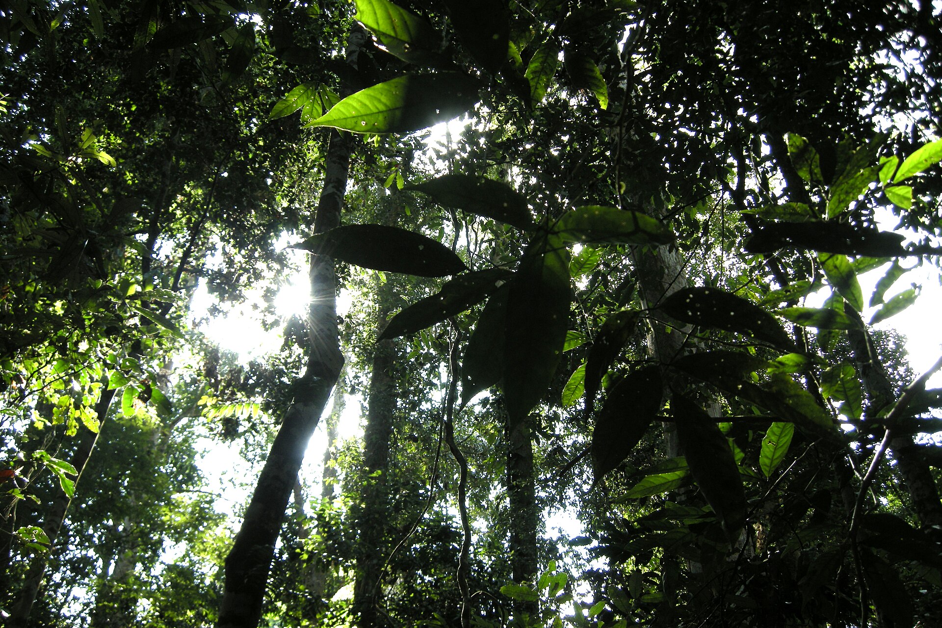 Primary tropical rainforest in Taman Negara, Malaysia, with a river running through dense green canopy