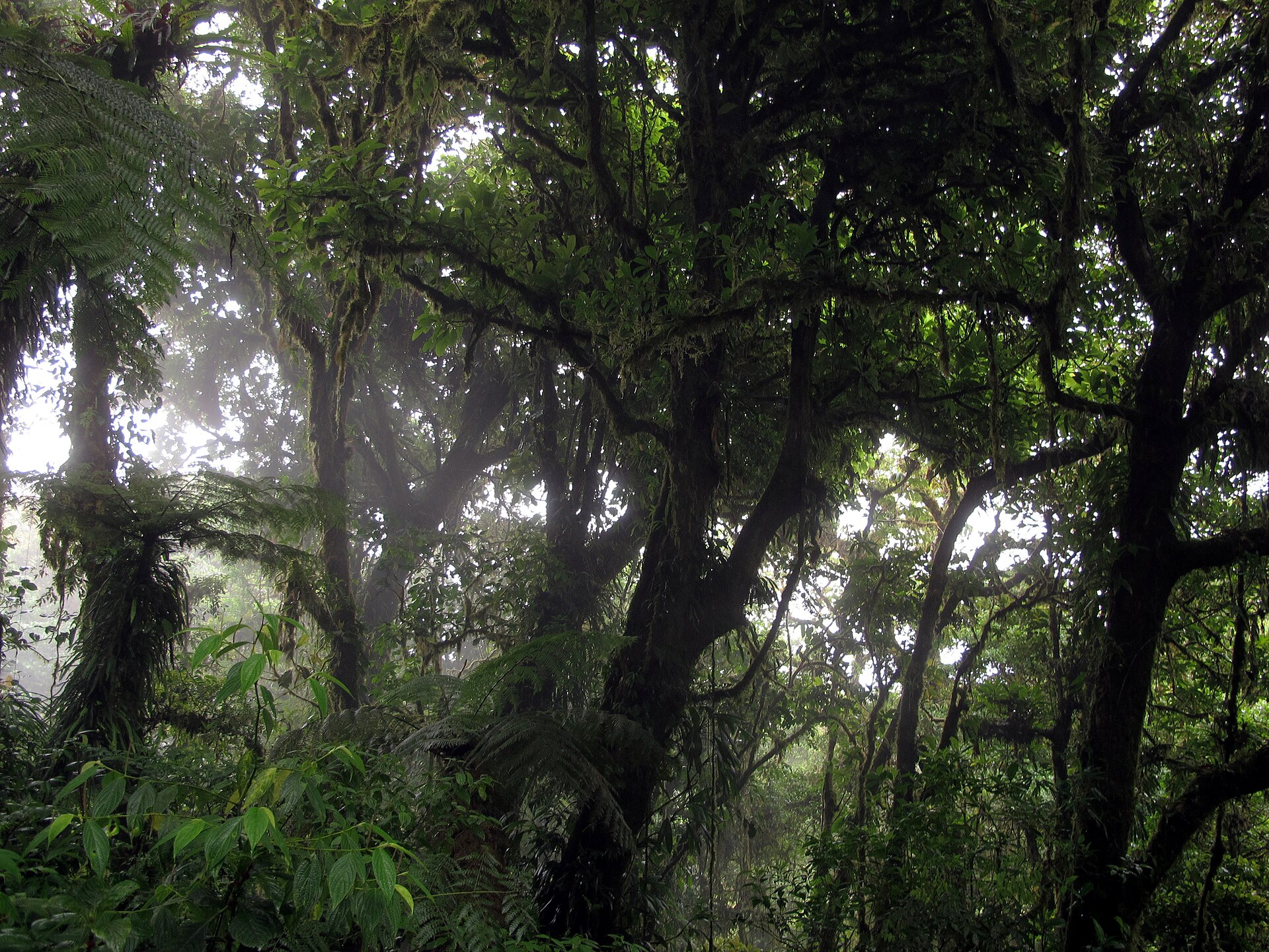 Monteverde cloud forest in Costa Rica: the kind of cover the PSA programme pays to protect