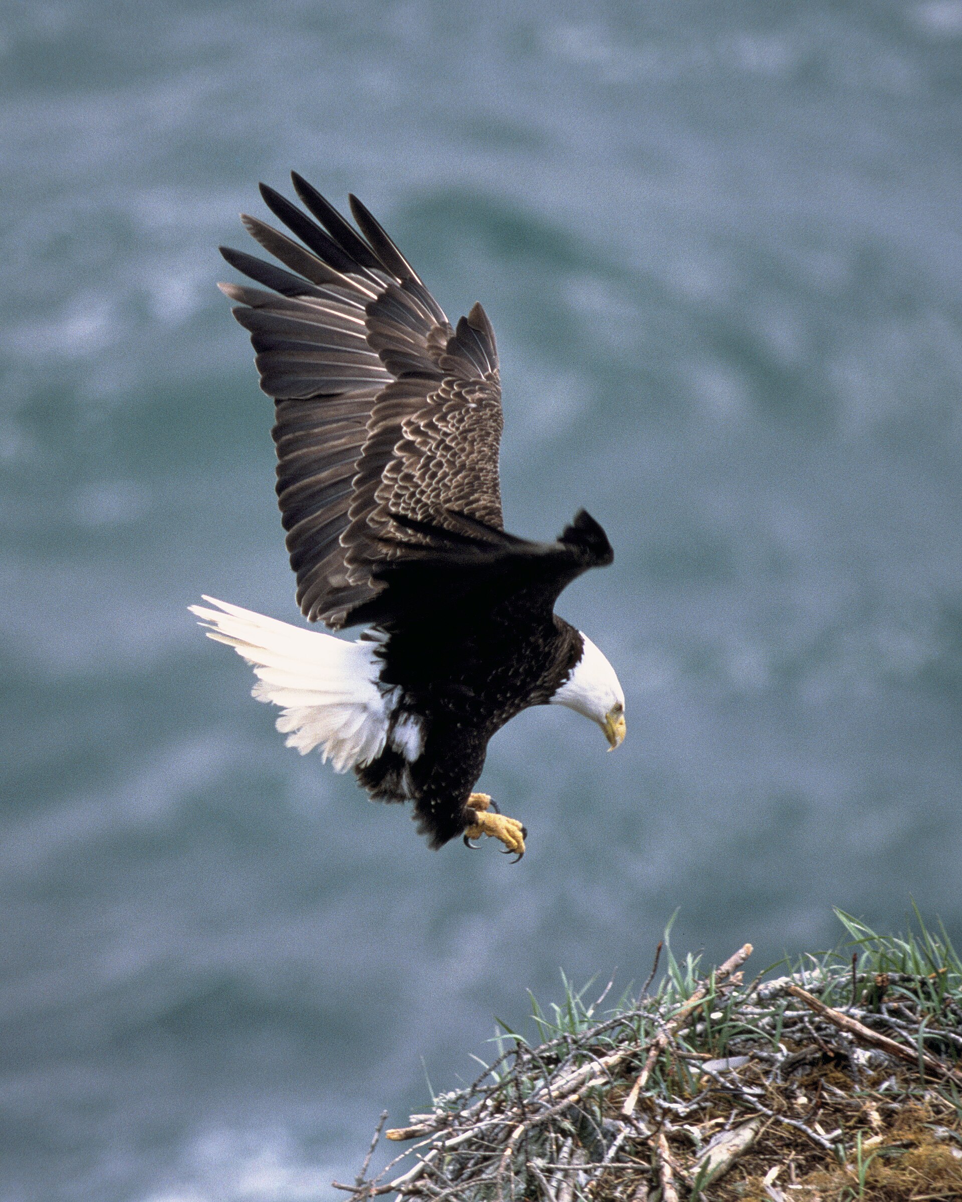 A bald eagle, a species once listed under the ESA and later delisted after a documented recovery