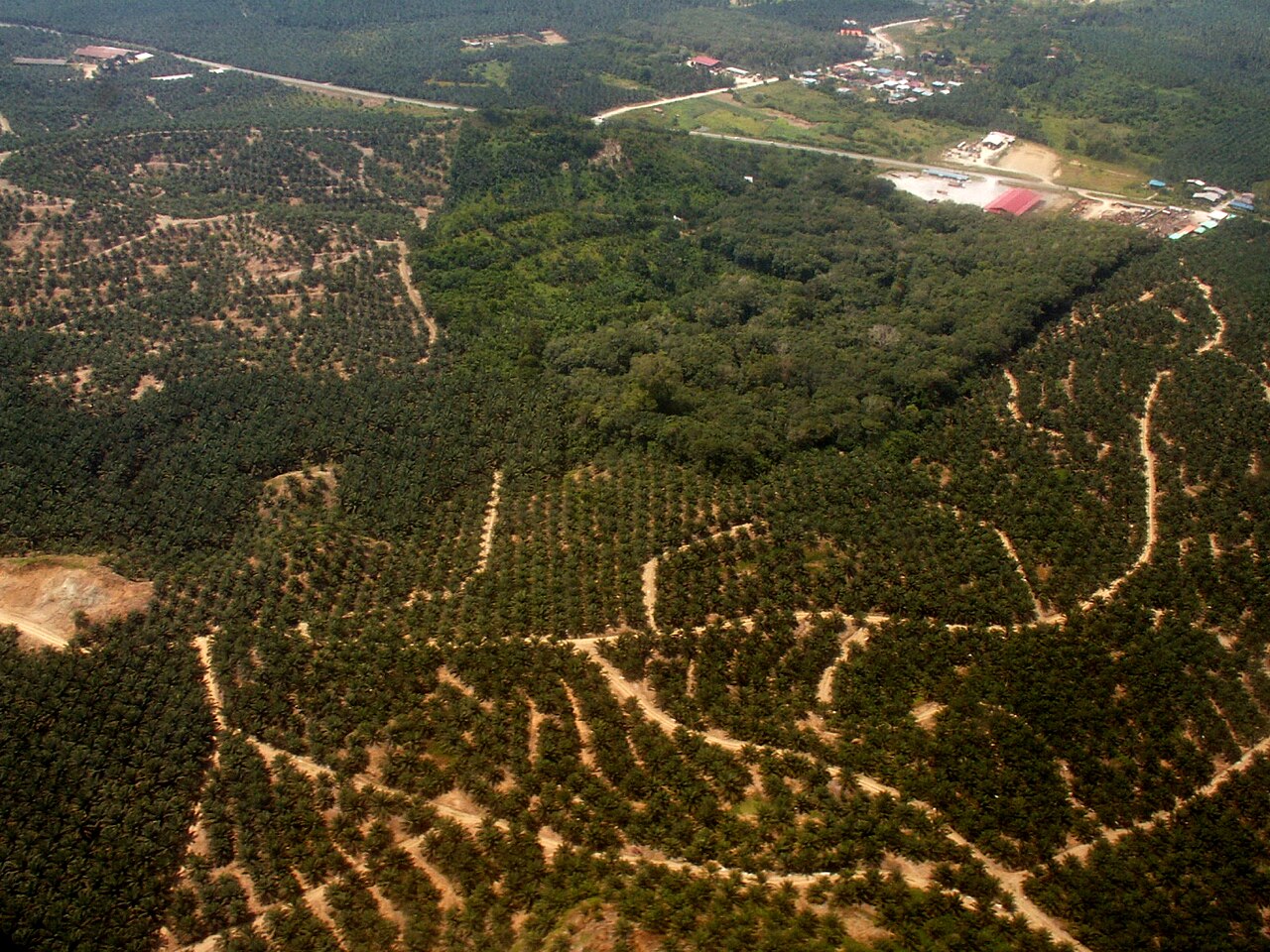 Oil-palm plantation surrounding a remaining rainforest fragment in Borneo: a commodity-and-forest edge the EU deforestation rule covers