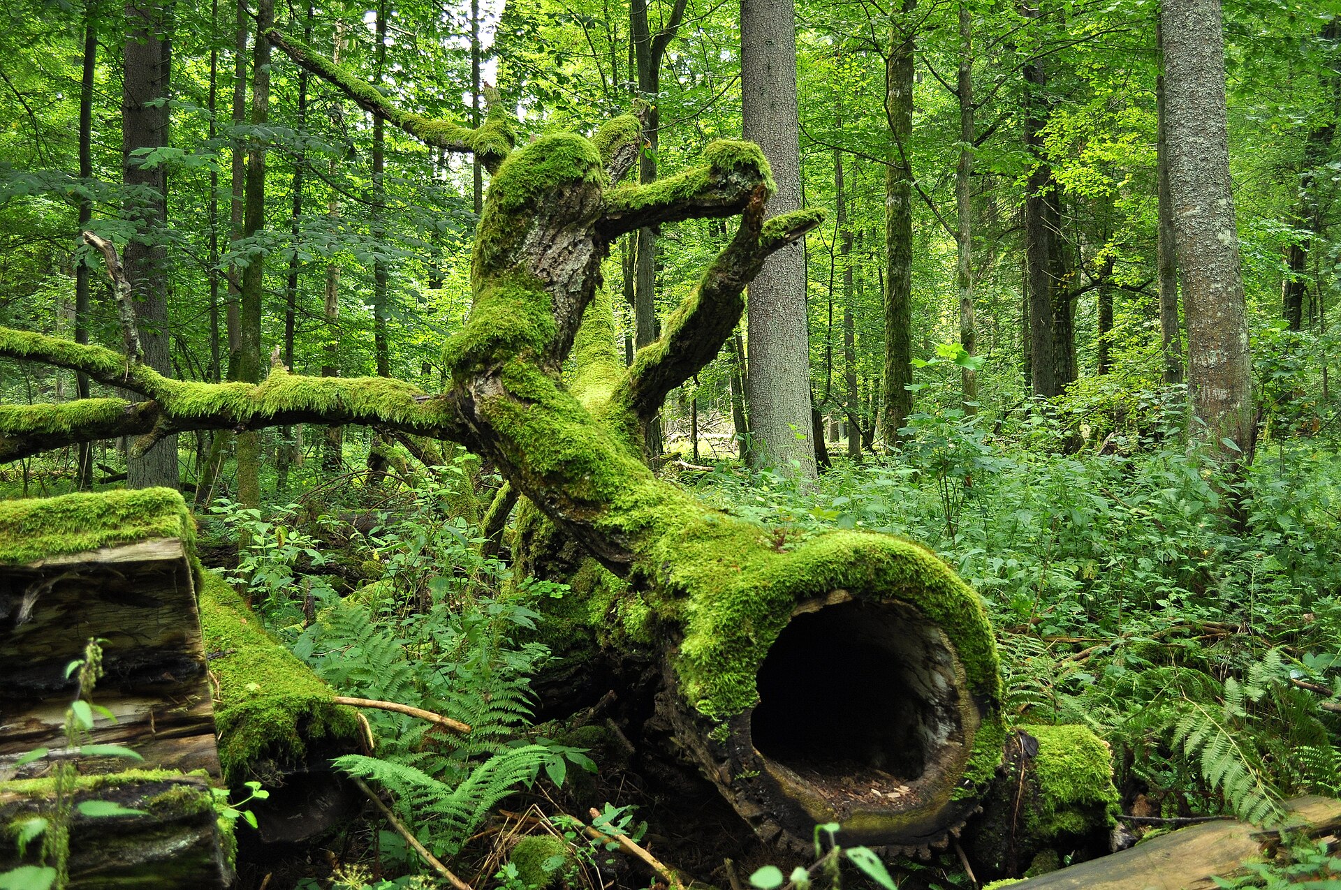 Białowieża forest on the EU side of the Polish border: a habitat type the Directive is meant to keep