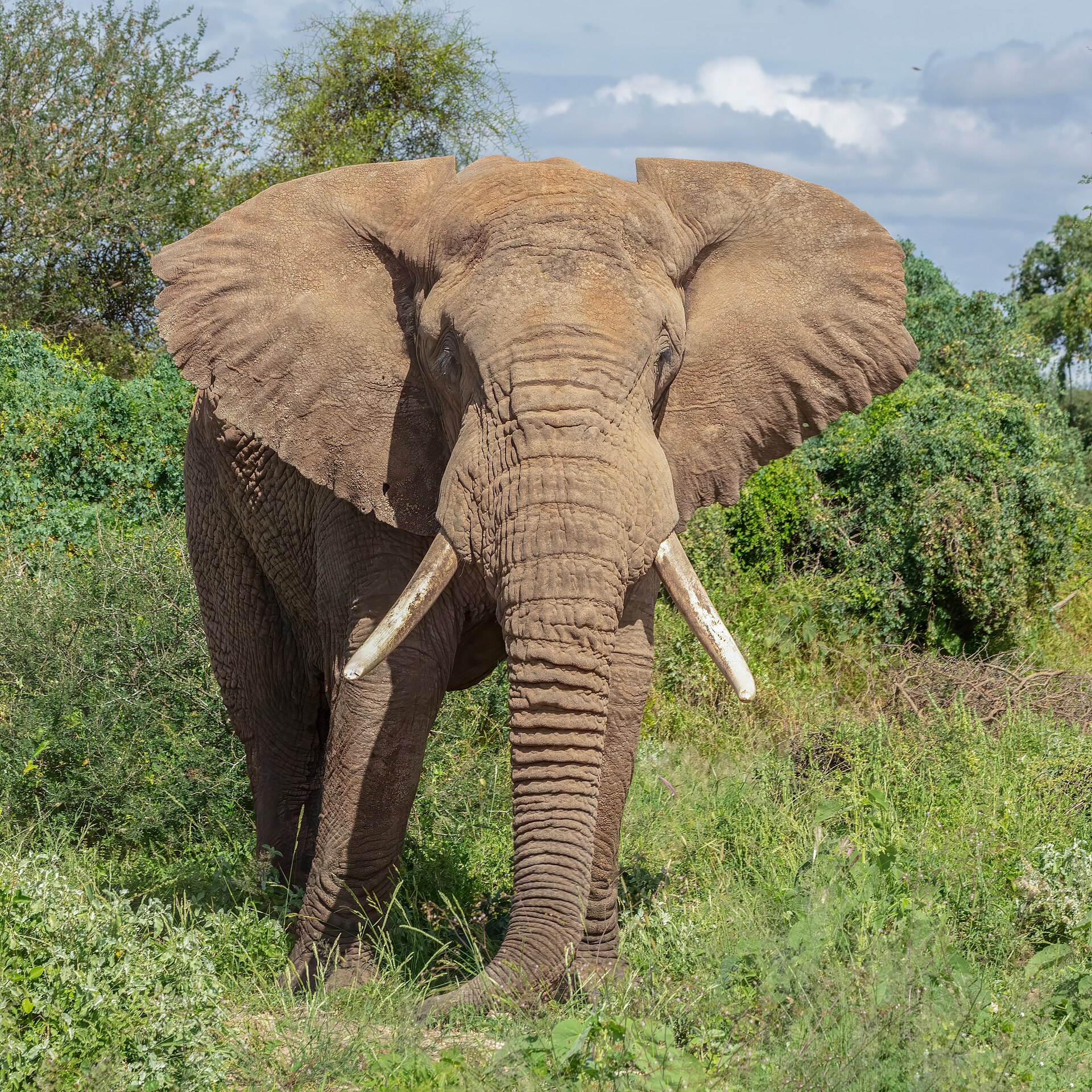 Savanna elephants in Amboseli National Park, Kenya: wildlife the 2013 Act is written to manage, not a photograph of a named case