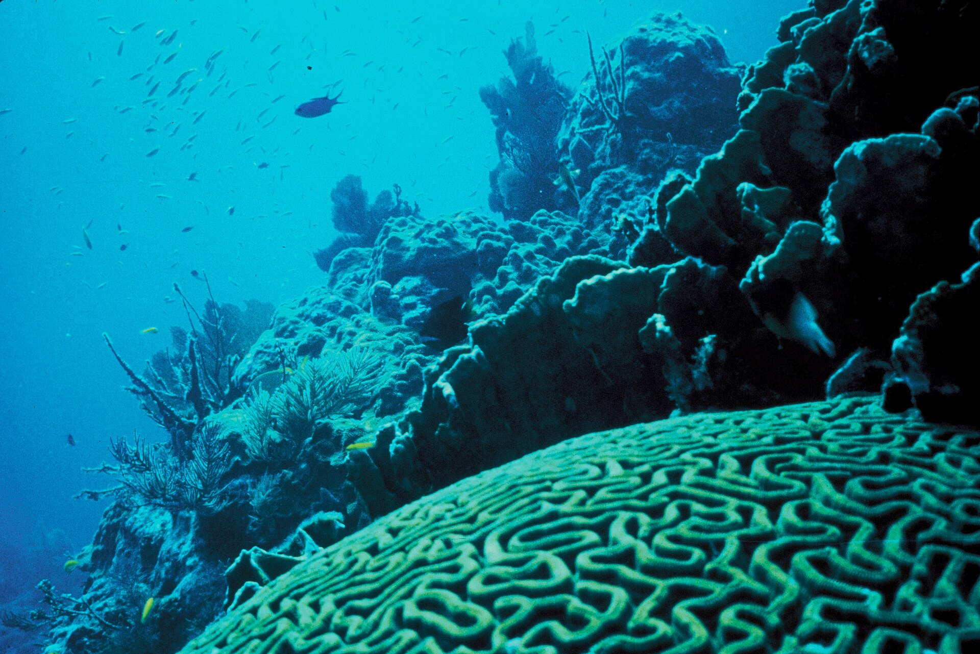 A shallow Florida coral reef with sea fans and small fish