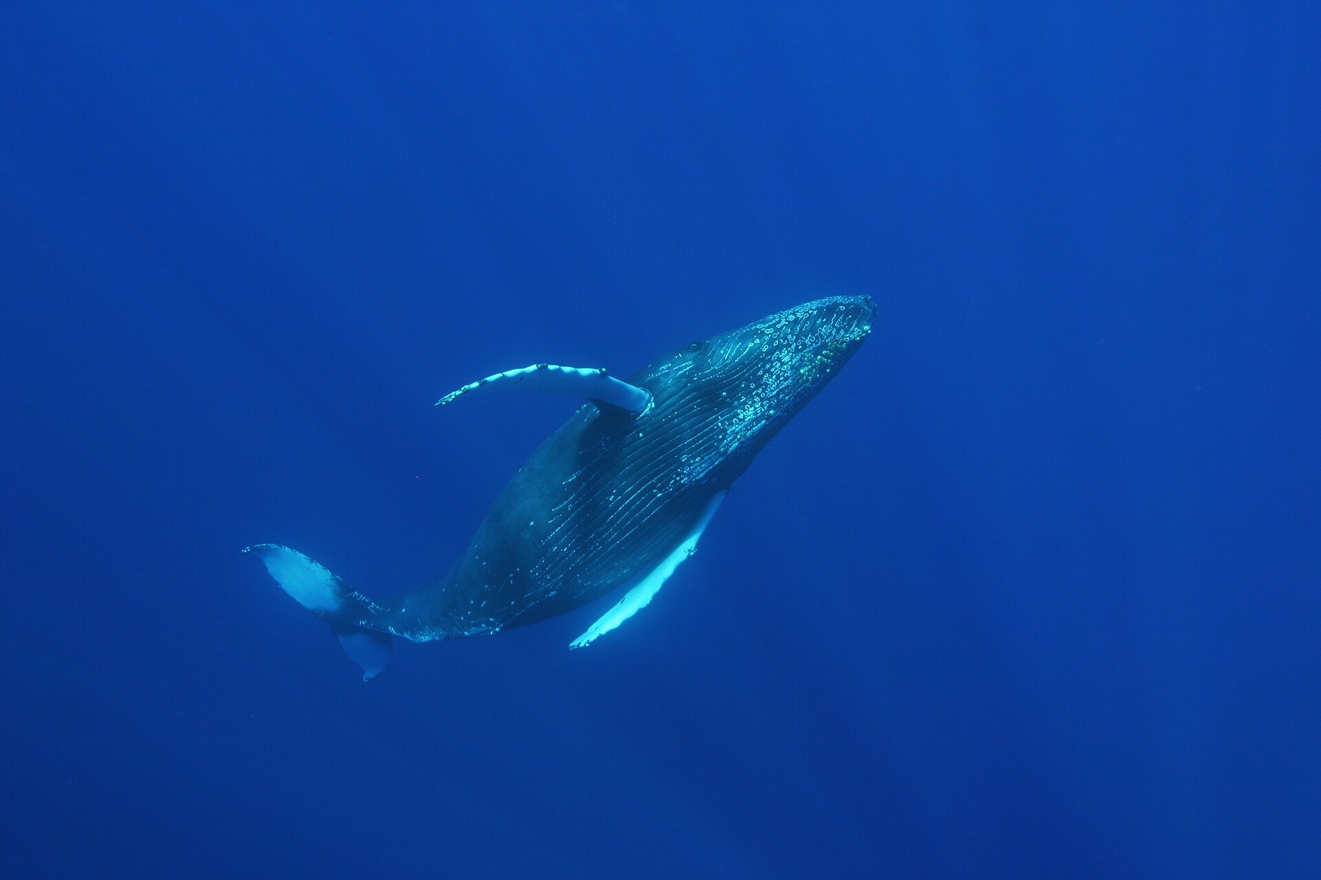 A humpback whale and calf underwater: marine mammals covered by the U.S. take moratorium
