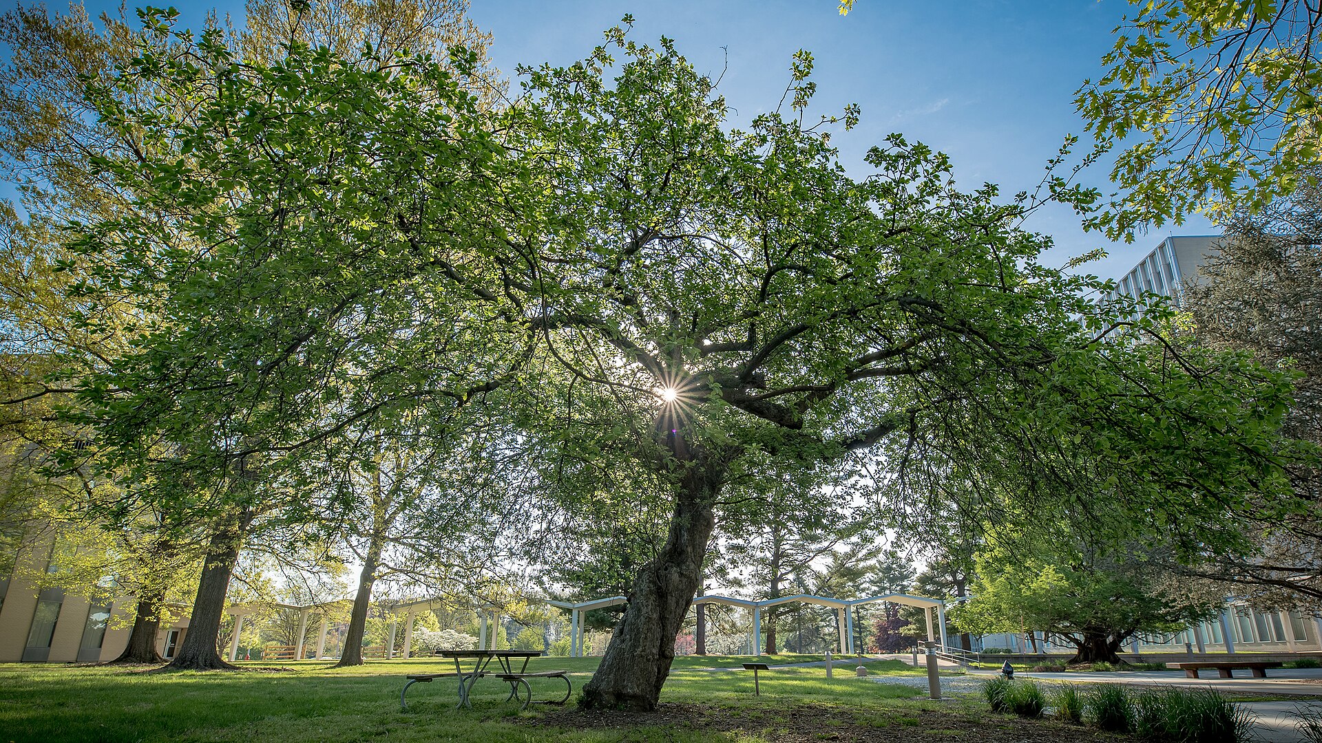 The Newton apple tree on the NIST campus in Gaithersburg, Maryland, on a spring morning.