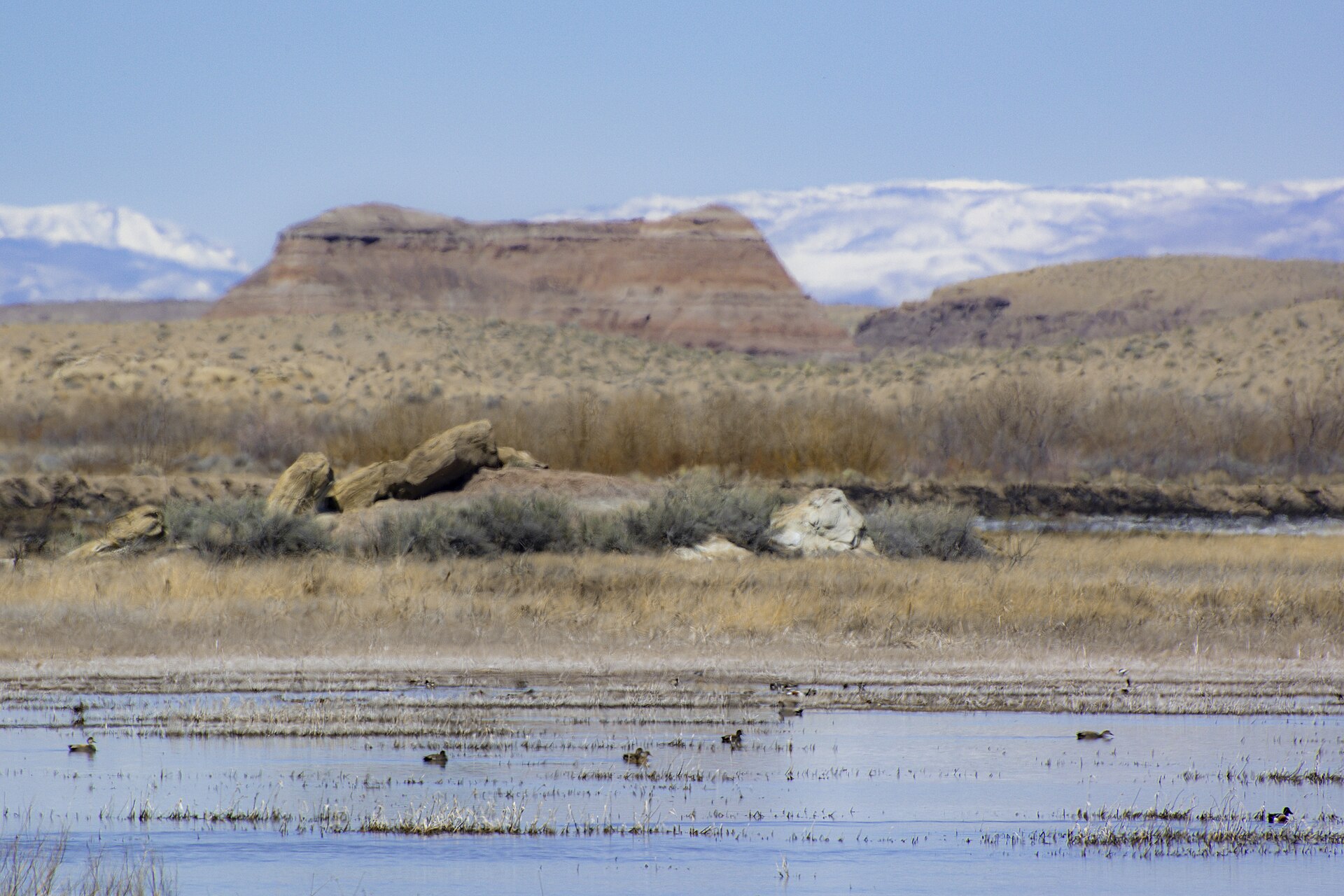 Waterfowl feeding along a marsh at the Pariette Wetlands in Utah