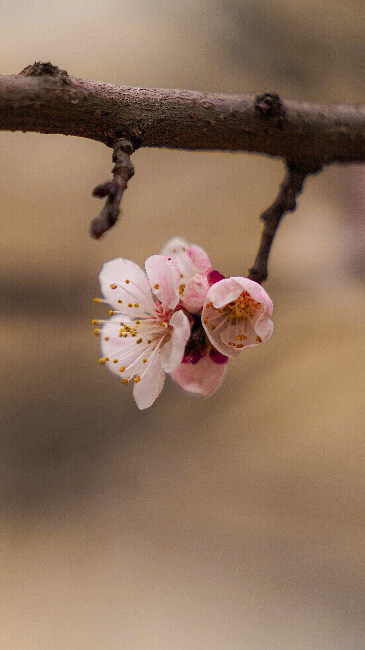 Apricot trees in bloom on a Tashkent street: urban trees of the kind the flora-law amendment protects, not a photograph of a named enforcement case