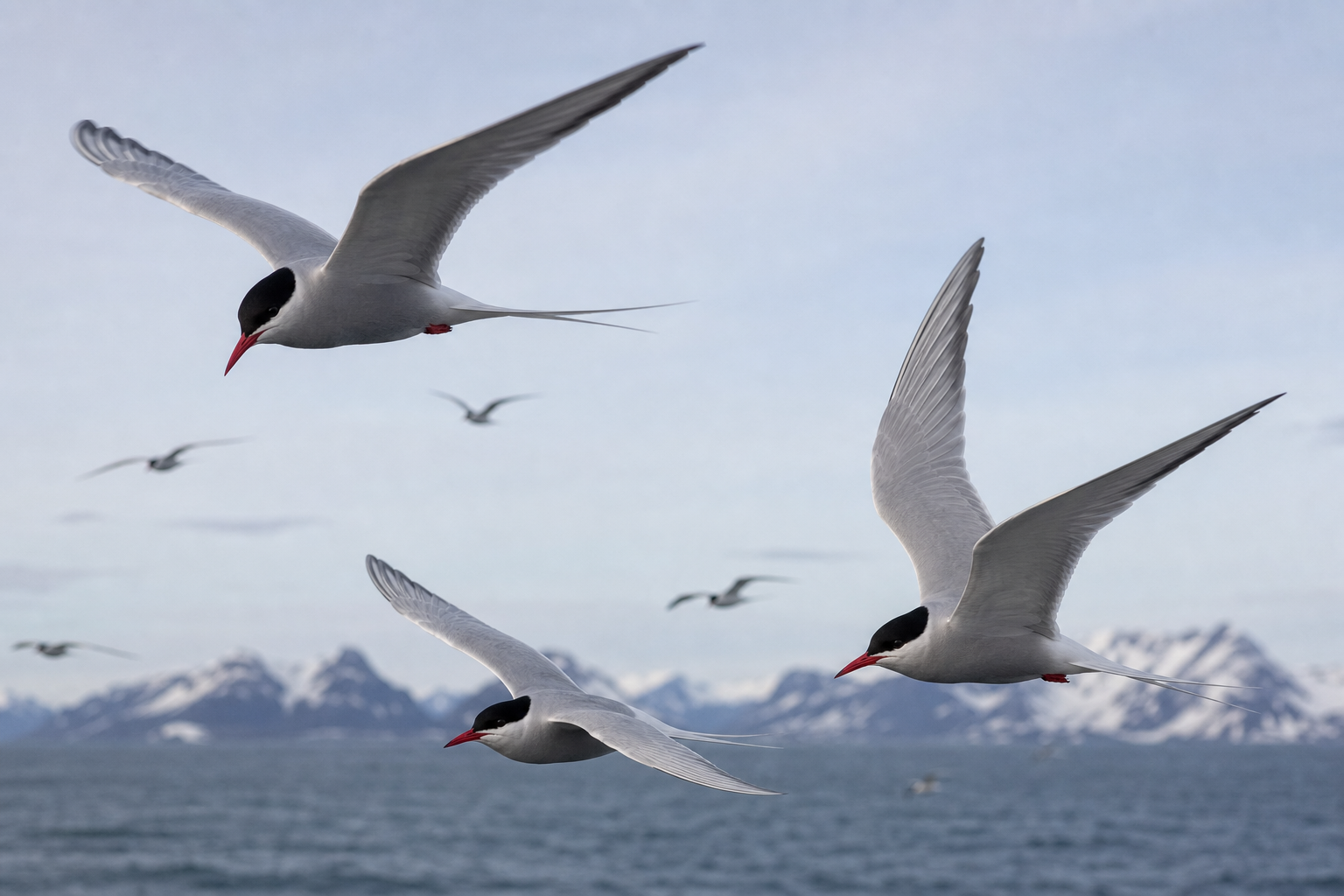 Arctic terns flying over a cold northern coast: a stand-in for high-latitude bird migration, not a named colony
