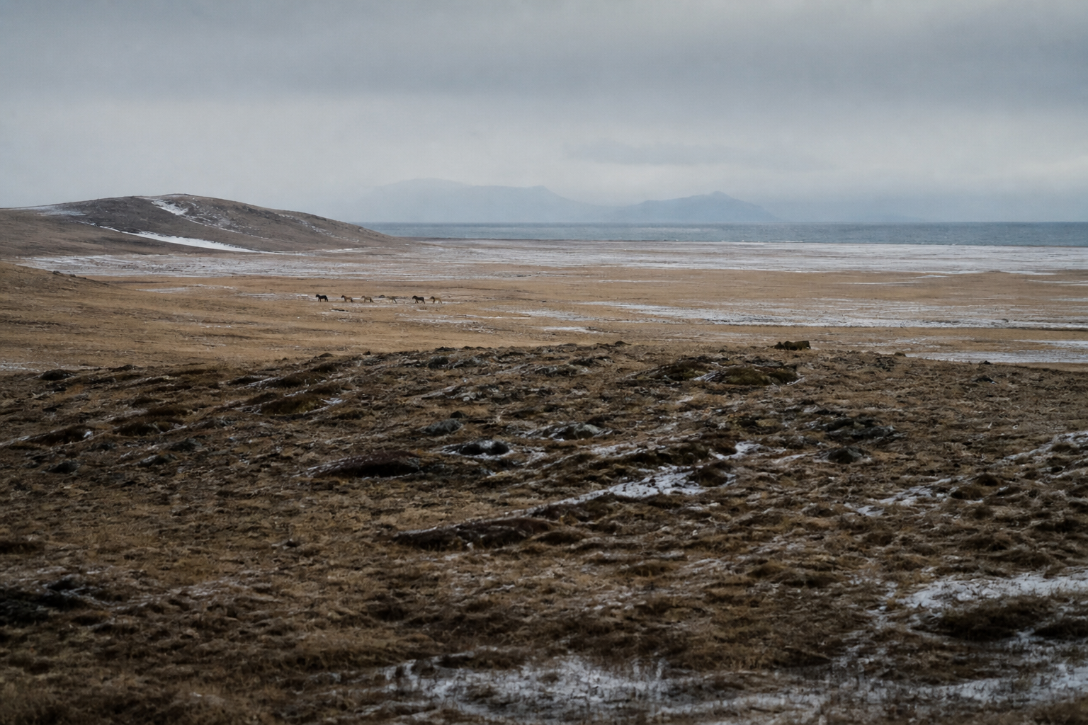 A windswept Beringian plain with distant horses and cold haze: a stand-in for the land bridge, not a dated crossing