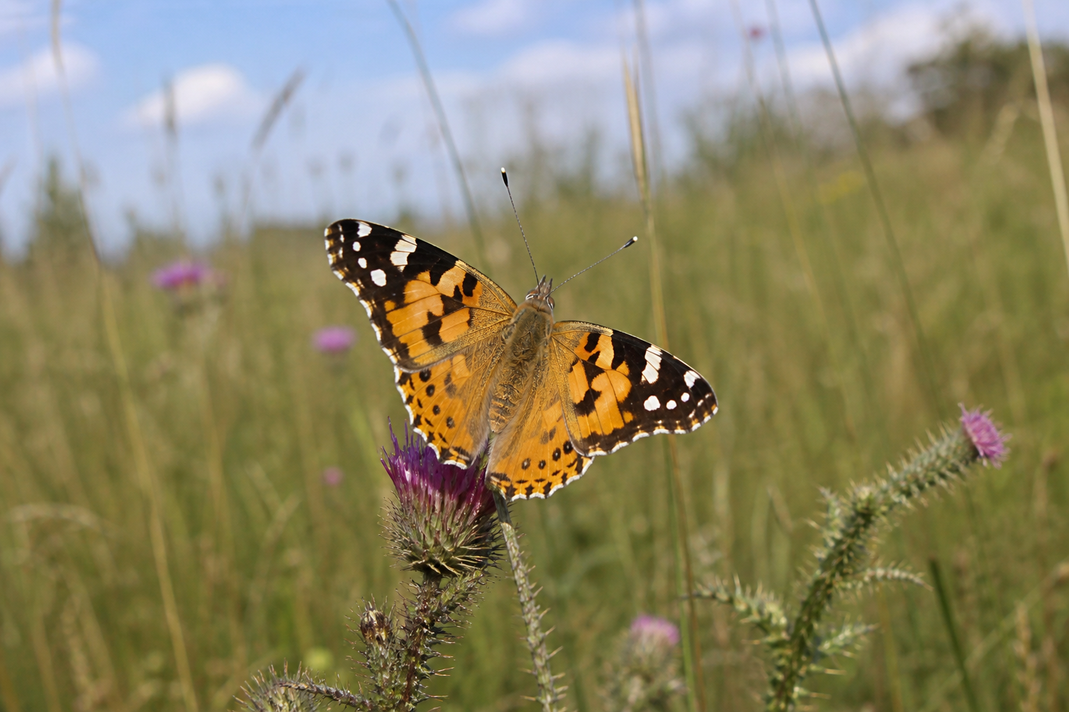 A painted lady butterfly on a wildflower, a long-distance migrant used here as a stand-in for climate-era butterfly movement