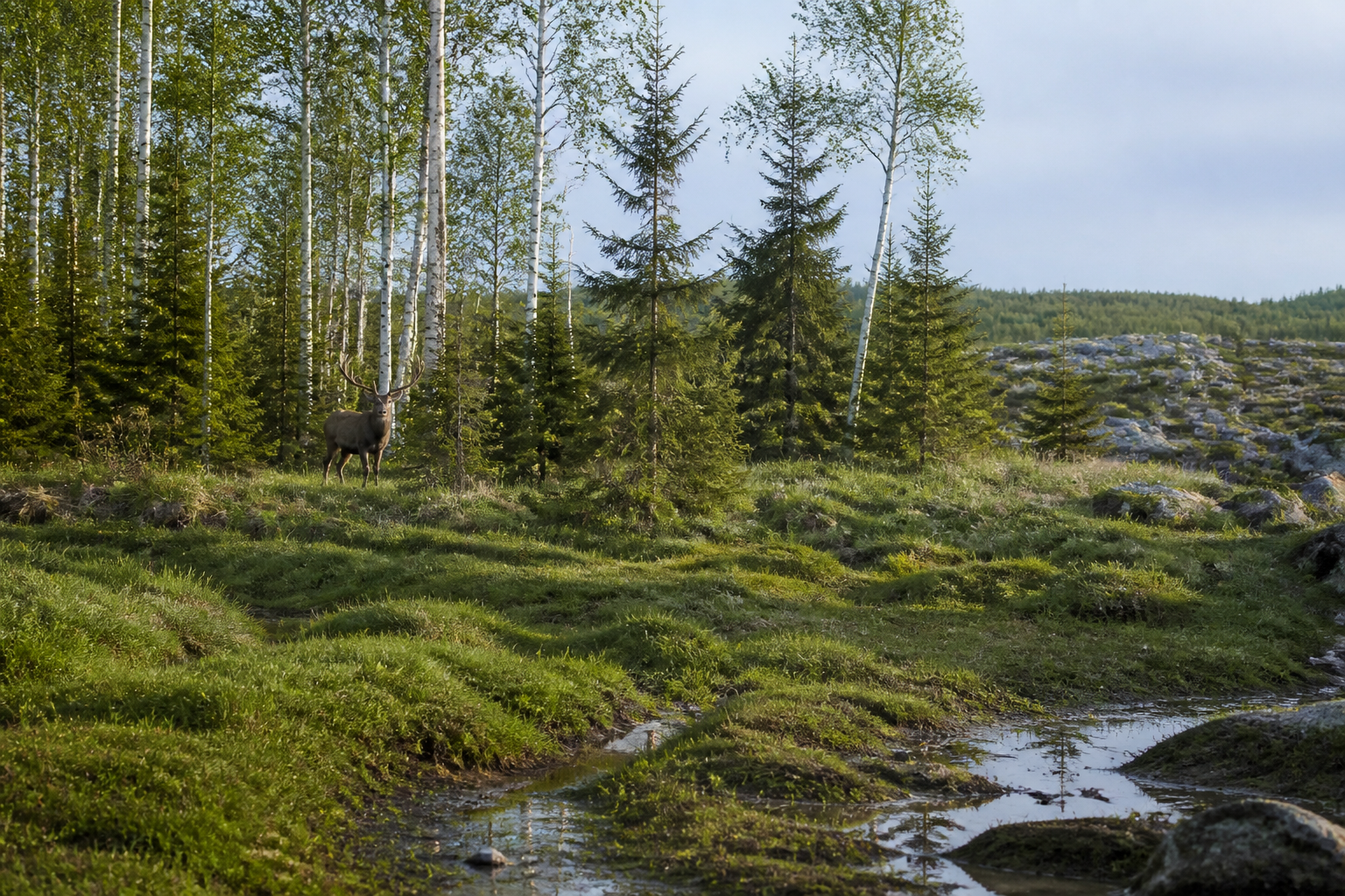 An early-Holocene woodland edge with a red deer at the tree line: a stand-in for post-glacial return, not a named pollen site