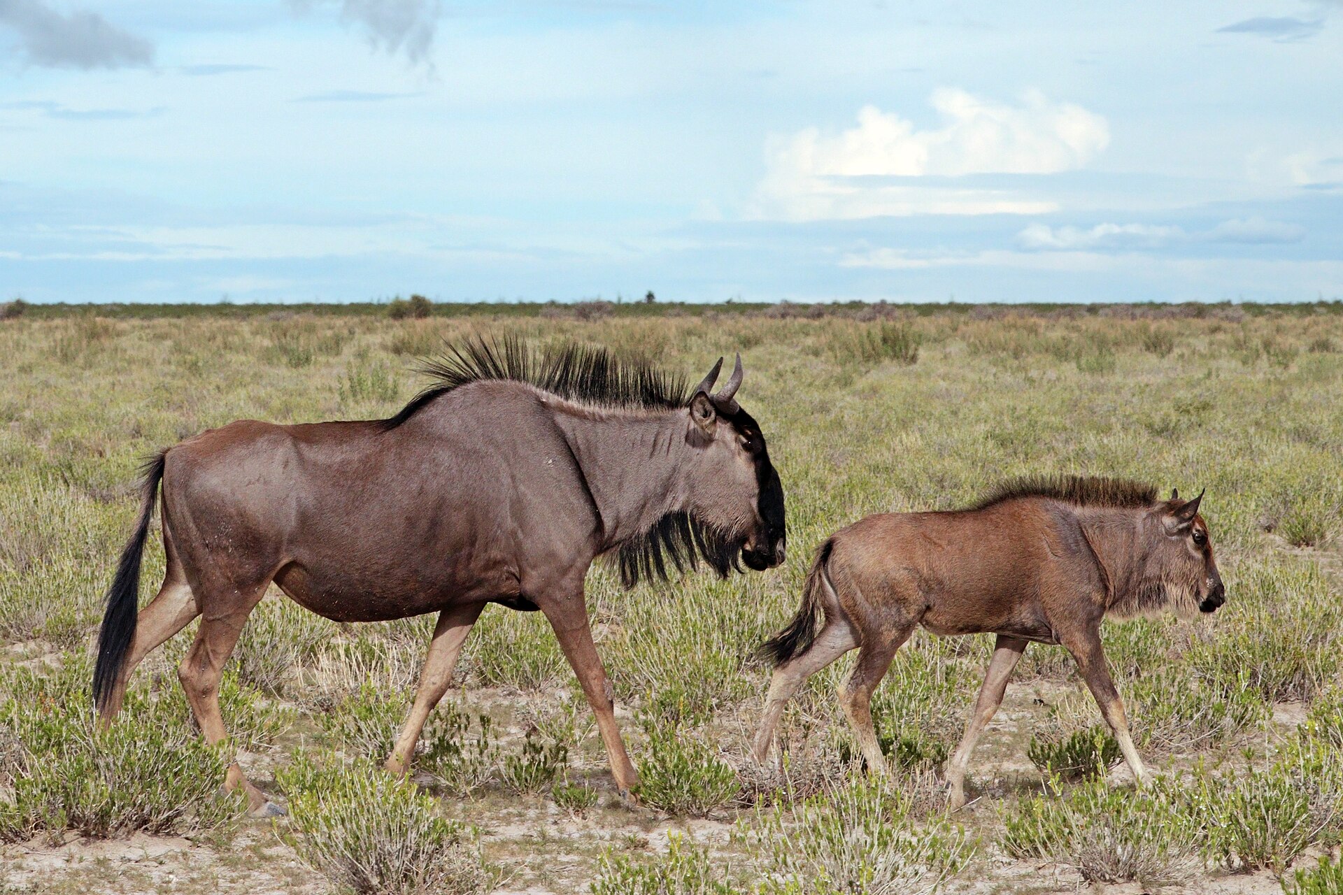 A blue wildebeest calf standing beside its mother on open grassland