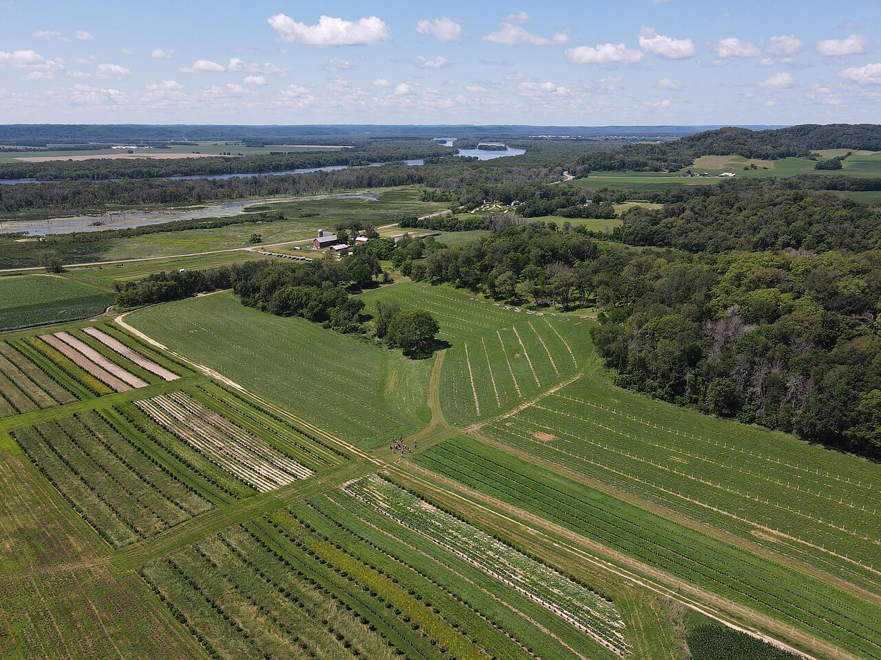 Aerial view of alley-cropping plots and young tree rows on a Savanna Institute farm beside the Wisconsin River