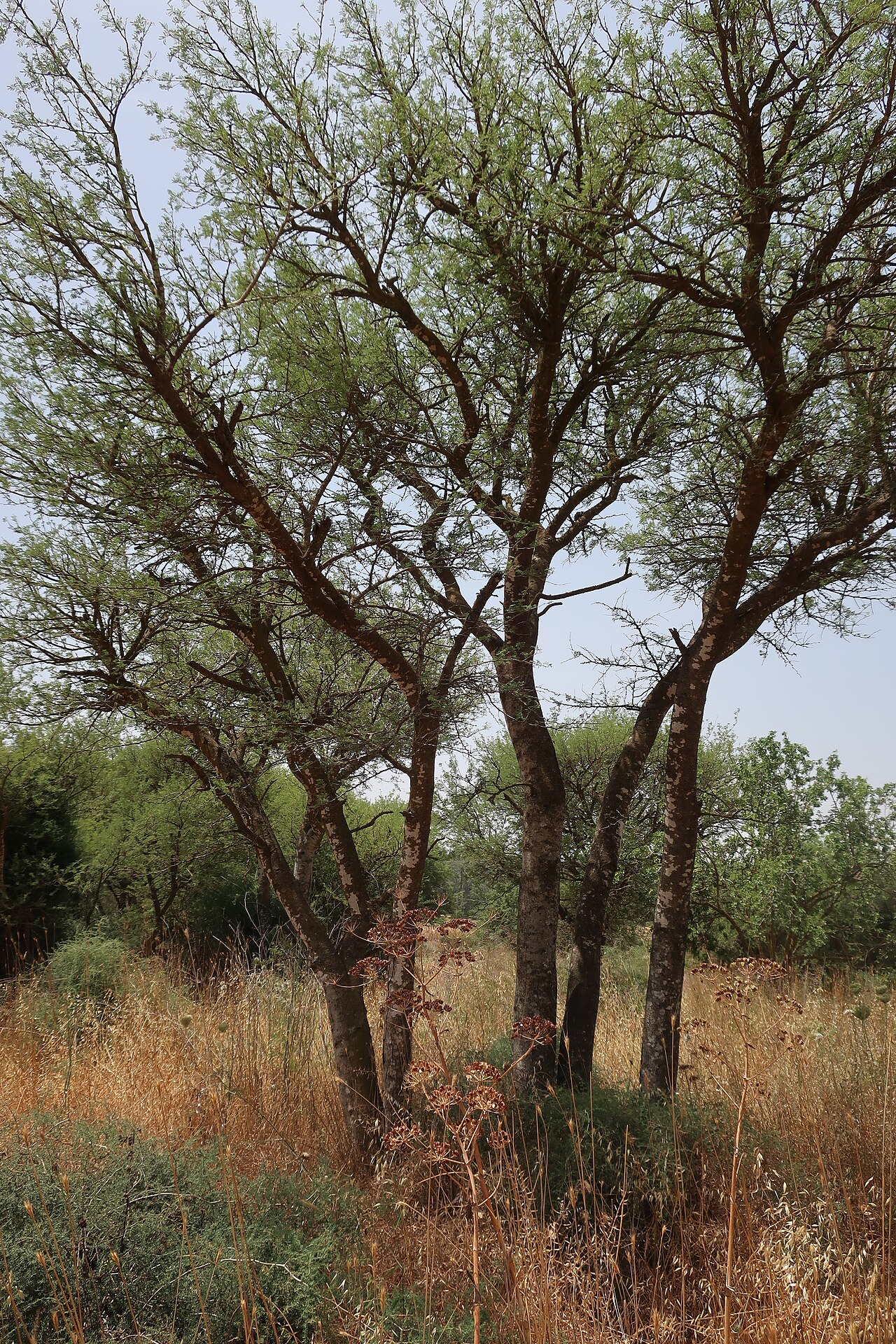 Winterthorn trees (Faidherbia albida) with a feathery green canopy standing in dry golden grass