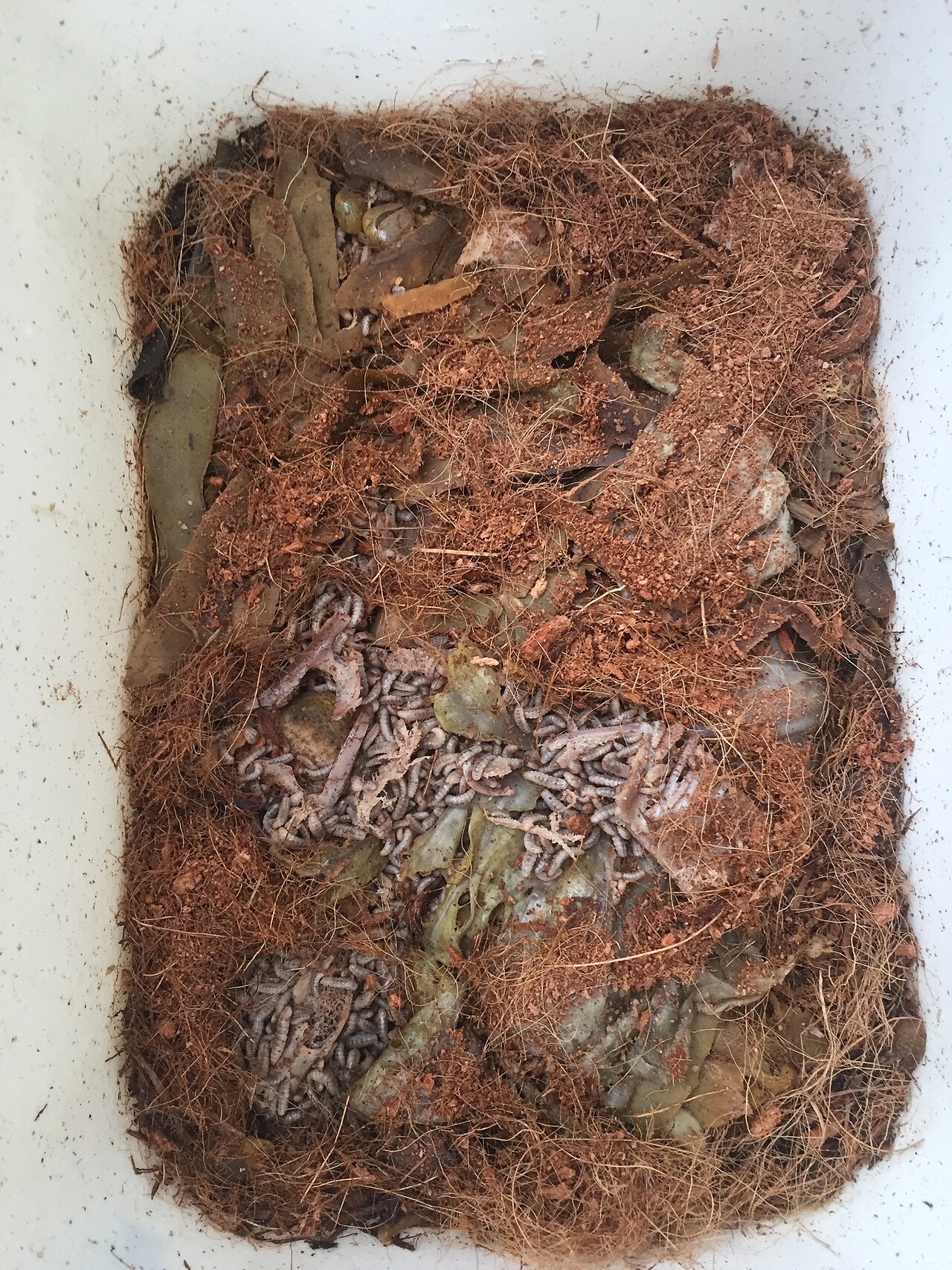 Black soldier fly larvae in a white tray among coconut fibre and decaying leaves