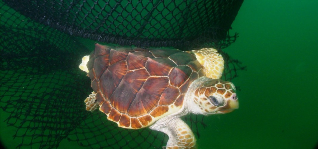 A loggerhead turtle swimming clear of a shrimp trawl after passing a turtle excluder device