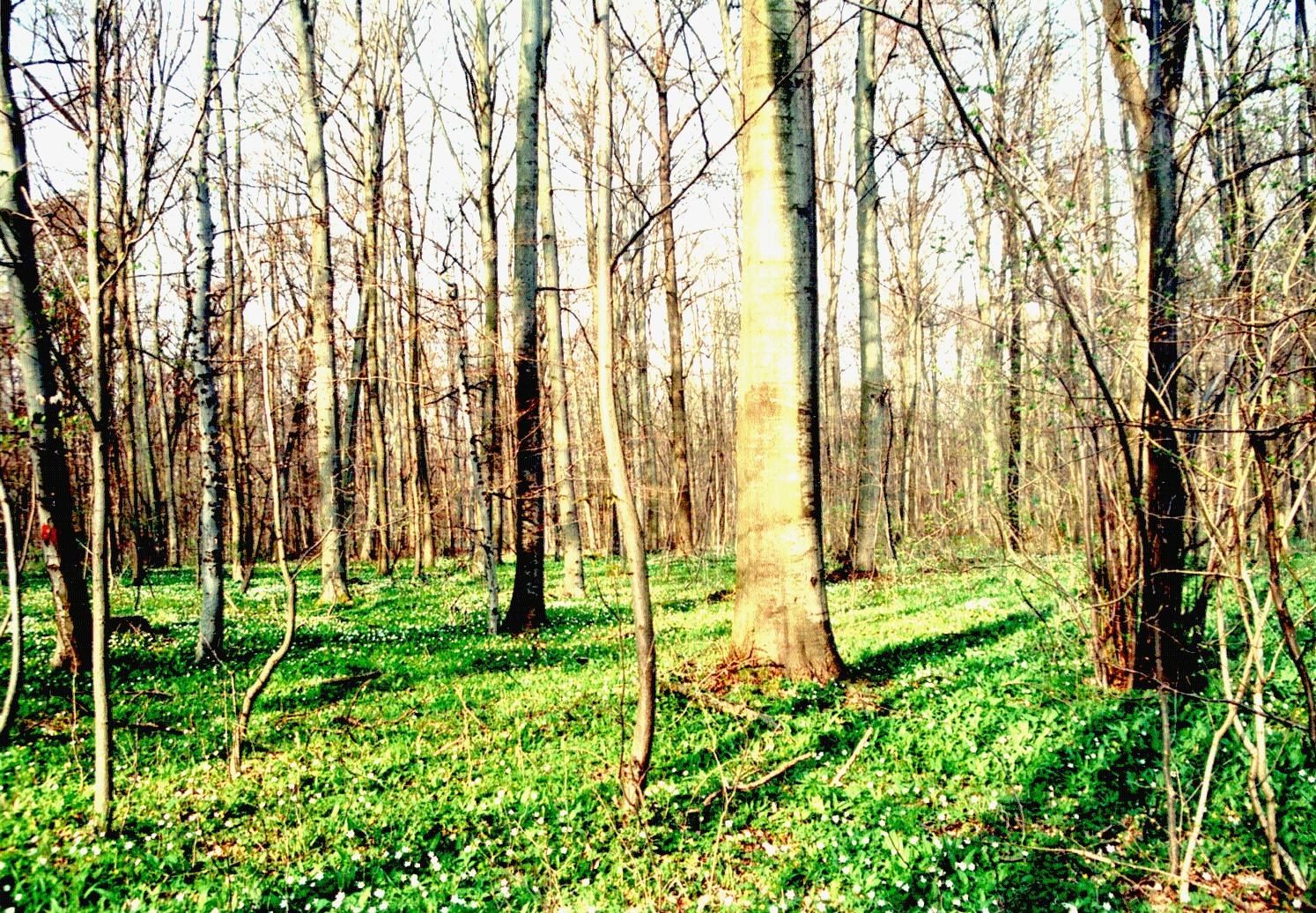 Beech selection forest in the Mühlhausen city forest, Thuringia, Germany, in spring.