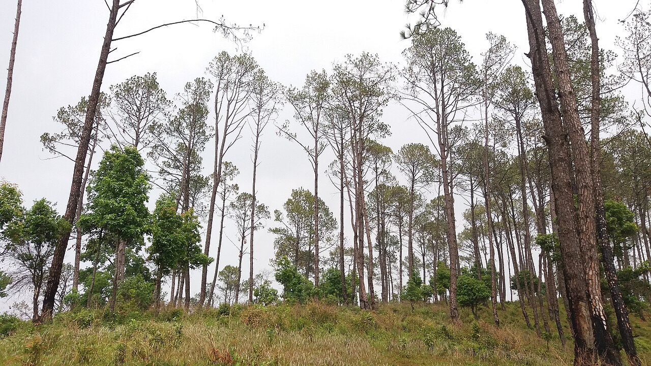 Tall pines and broadleaf trees on a grassy slope in Badikhel community forest, Lalitpur, Nepal