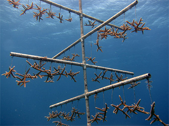 Staghorn coral fragments hanging from a mid-water nursery tree on a NOAA restoration site