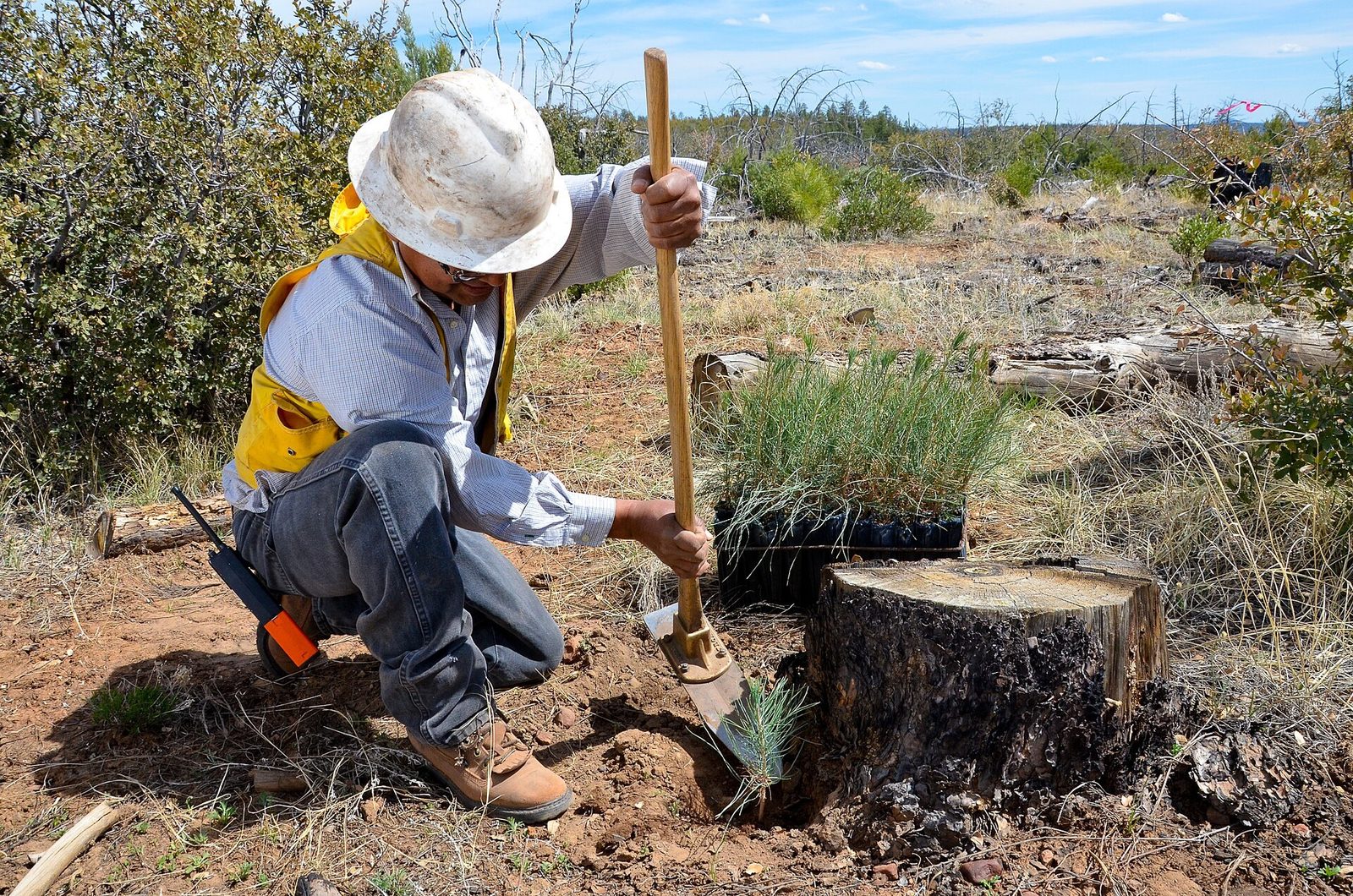 A forestry worker of the White Mountain Apache Tribe plants a ponderosa pine seedling with a hand tool in Arizona.