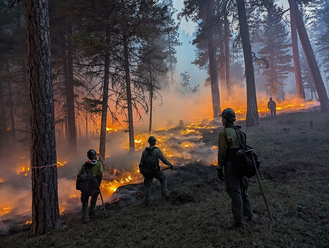 Wildland firefighters in protective gear watching a low prescribed burn move through a conifer stand