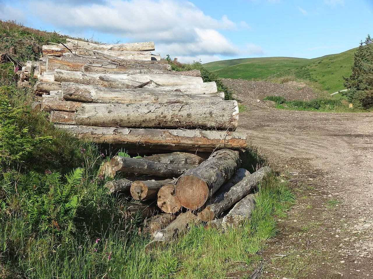 Felled logs stacked in the hills near Trowupburn, Northumberland, England.