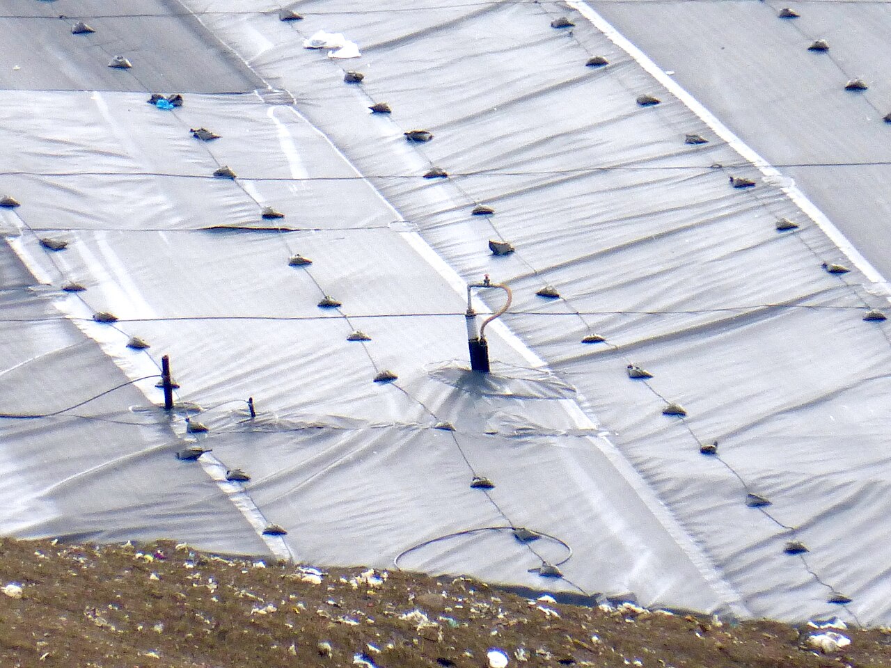 Gas-collection pipes and hoses rising through a gray geomembrane cap on a landfill cell