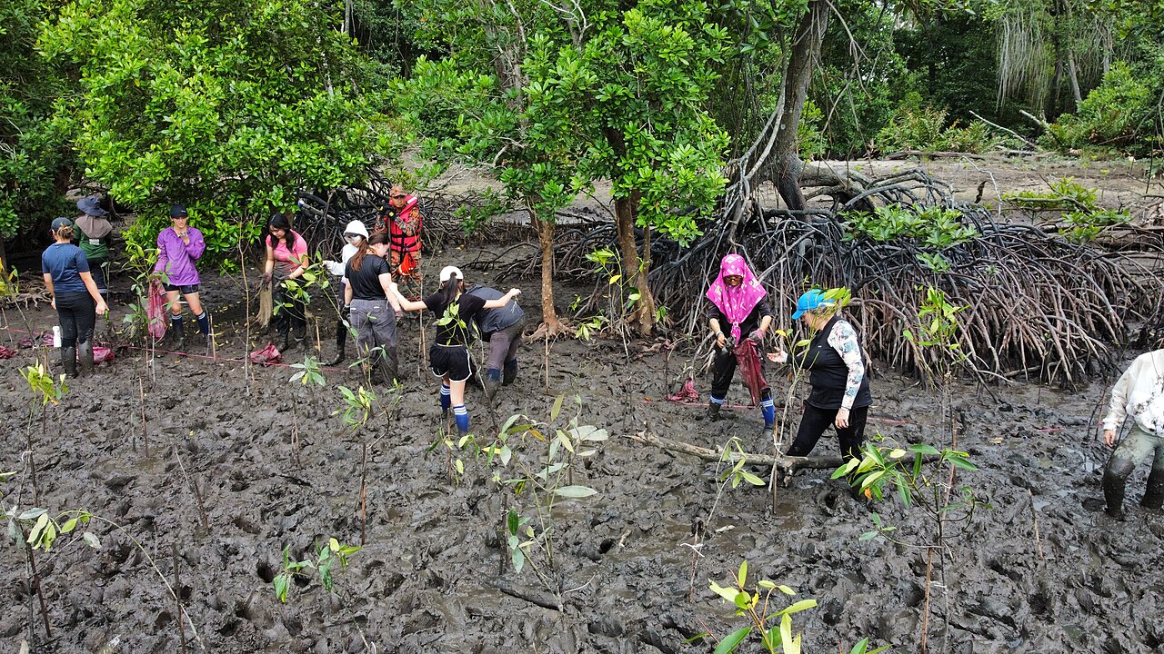 People planting young mangrove saplings in coastal mud beside mature stilt-rooted trees