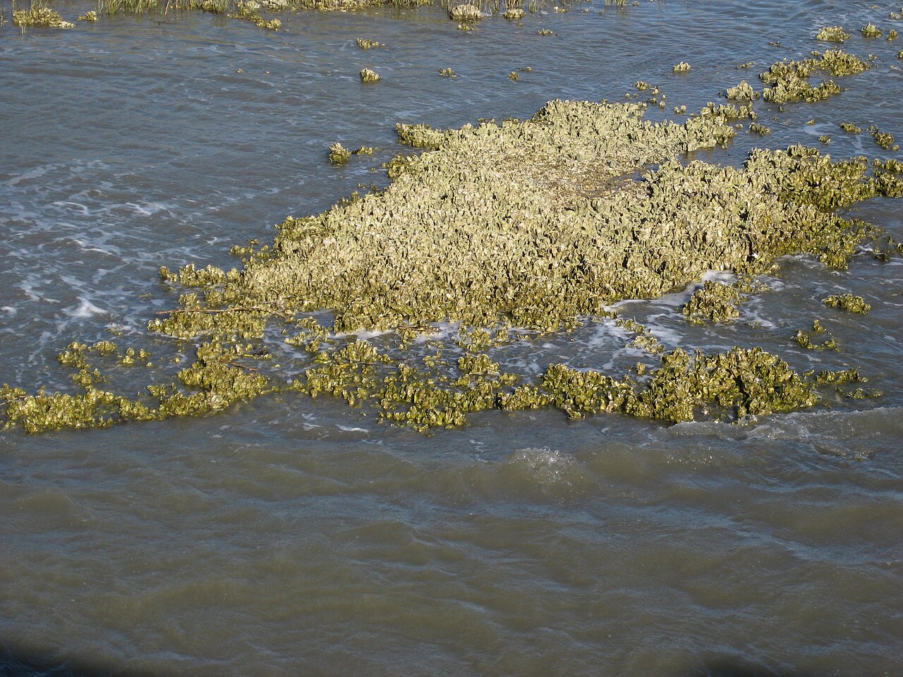 An intertidal oyster reef of clustered shells breaking the surface beside marsh grass