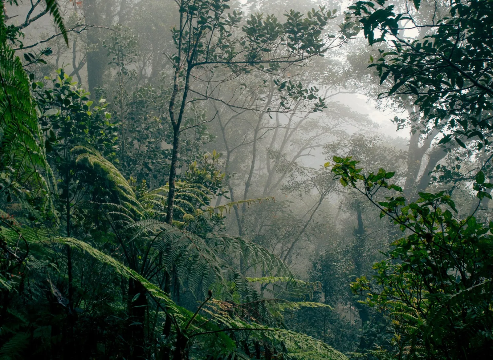 Rainforest in Kinabalu Park, Borneo.