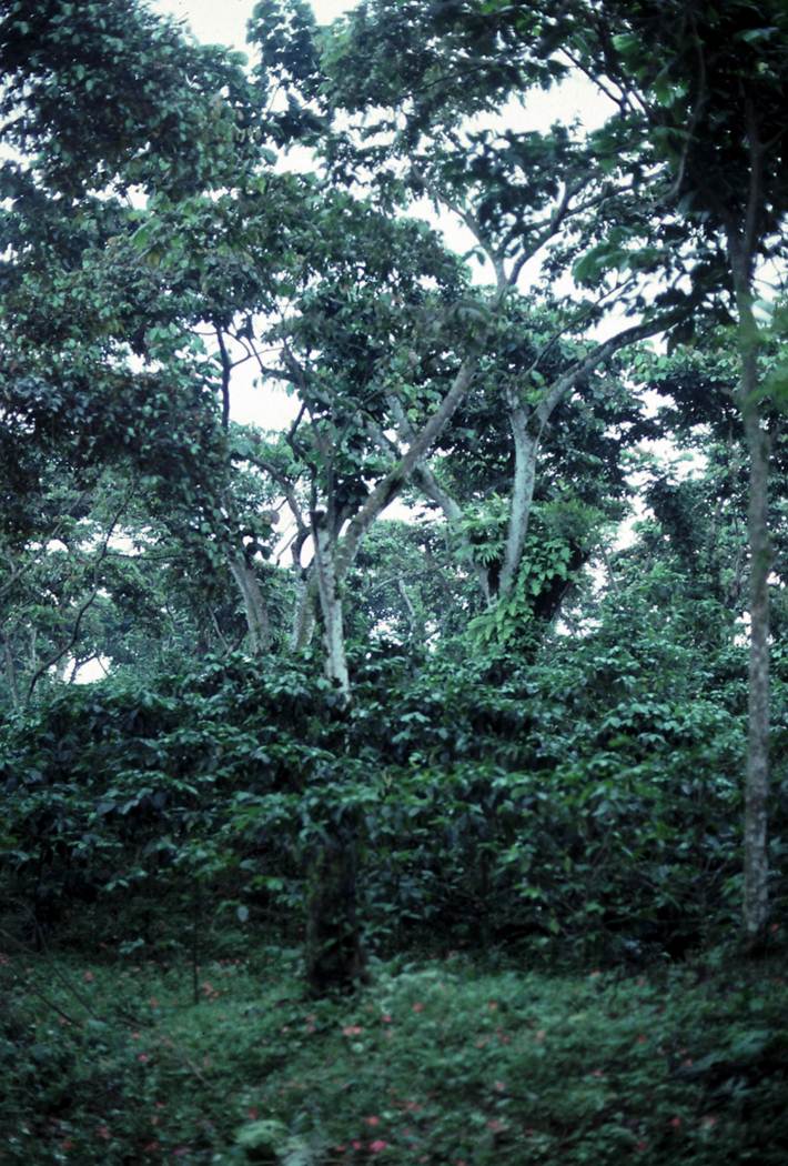 Coffee shrubs growing under a tall shade-tree canopy in a traditional plantation