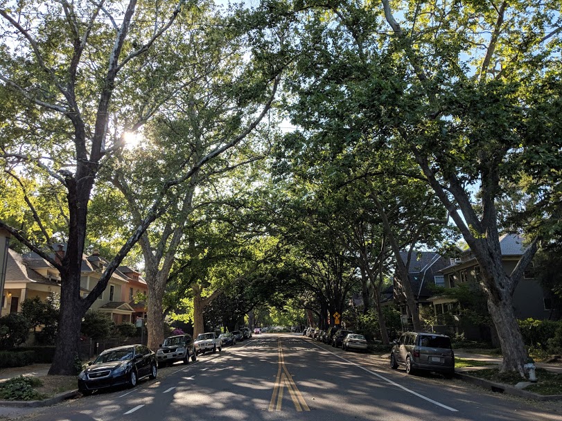 A residential street fully shaded by a dense interlocking canopy of mature trees