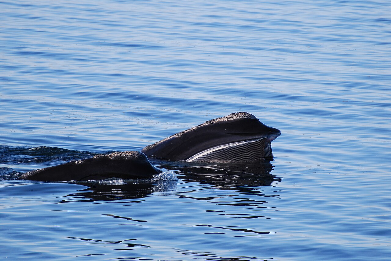 North Atlantic right whale at the surface in Stellwagen Bank National Marine Sanctuary, NOAA