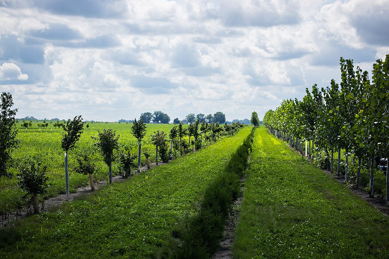 Two young rows of staked trees forming a windbreak across a green Illinois field